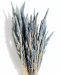 A bouquet of 50 dried dusty blue Calamagrostis stems standing upright, showing full 55-60 cm length and dense, feathery plumes against a white studio background.
