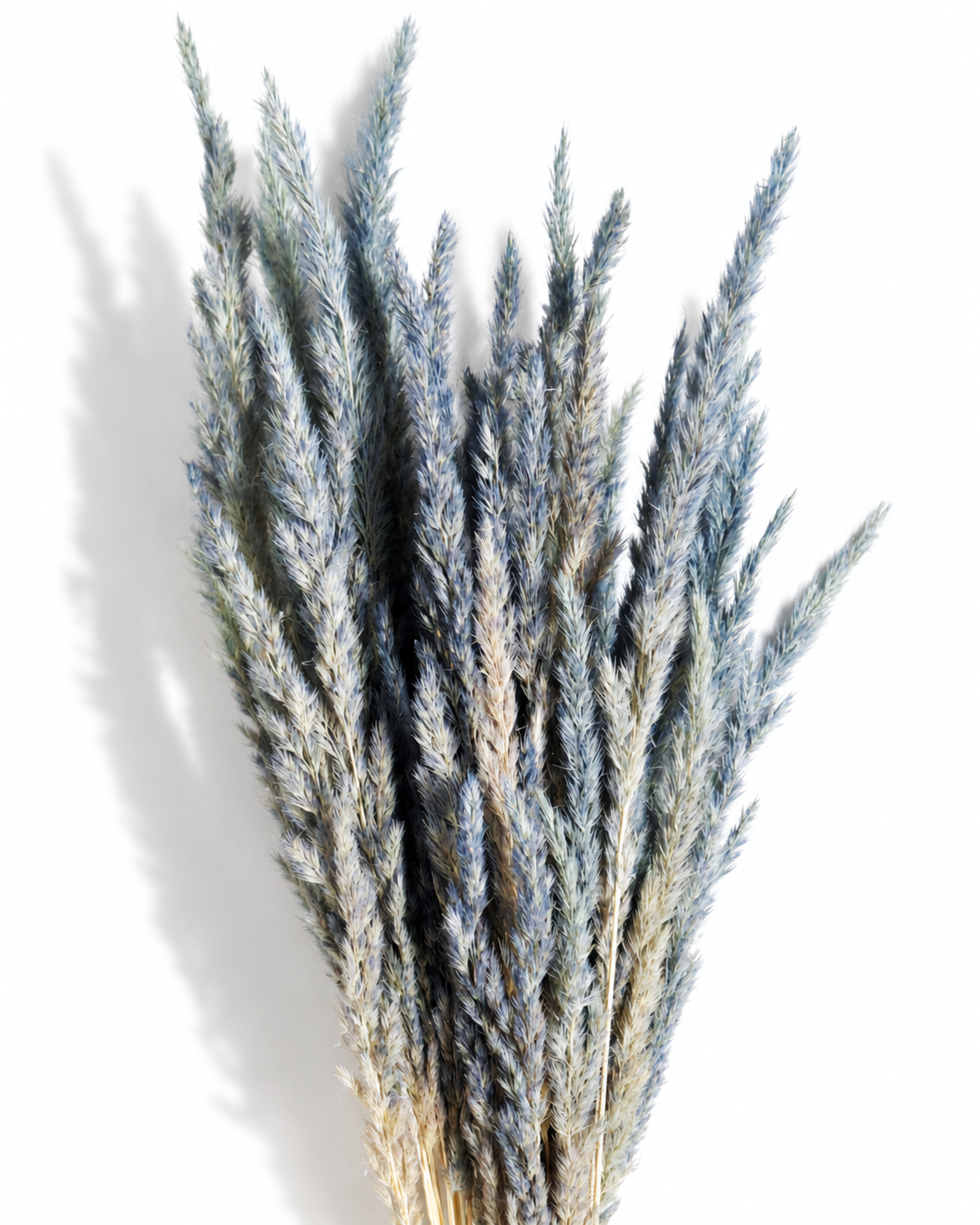 A bouquet of 50 dried dusty blue Calamagrostis stems standing upright, showing full 55-60 cm length and dense, feathery plumes against a white studio background.
