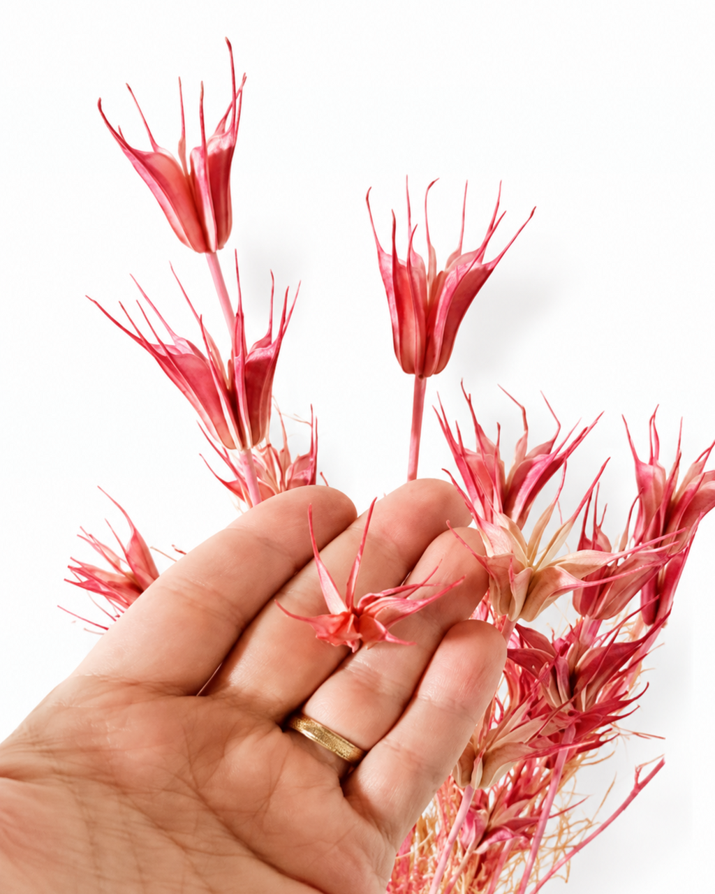 Close-up of a star-shaped coral pink Nigella seed pod held on an open hand demonstrating scale and detail.

