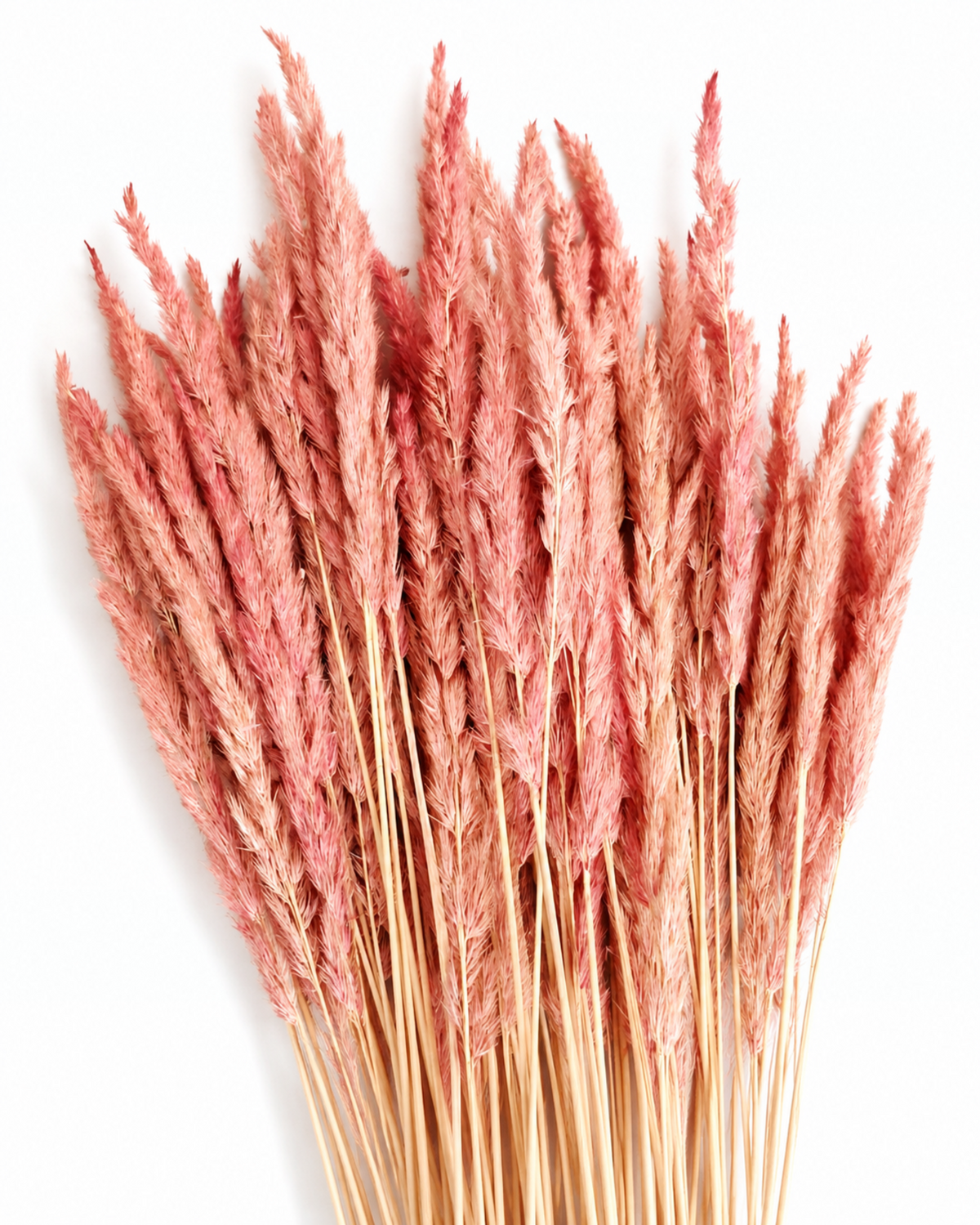 A full bundle of 50 dusty pink Calamagrostis reed grass stems standing upright on a white background, showing lengths up to 60 cm.
