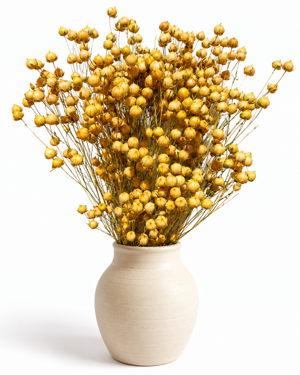 Hastes de Cápsulas de Linho Natural Preservadas - Linum Dourado
