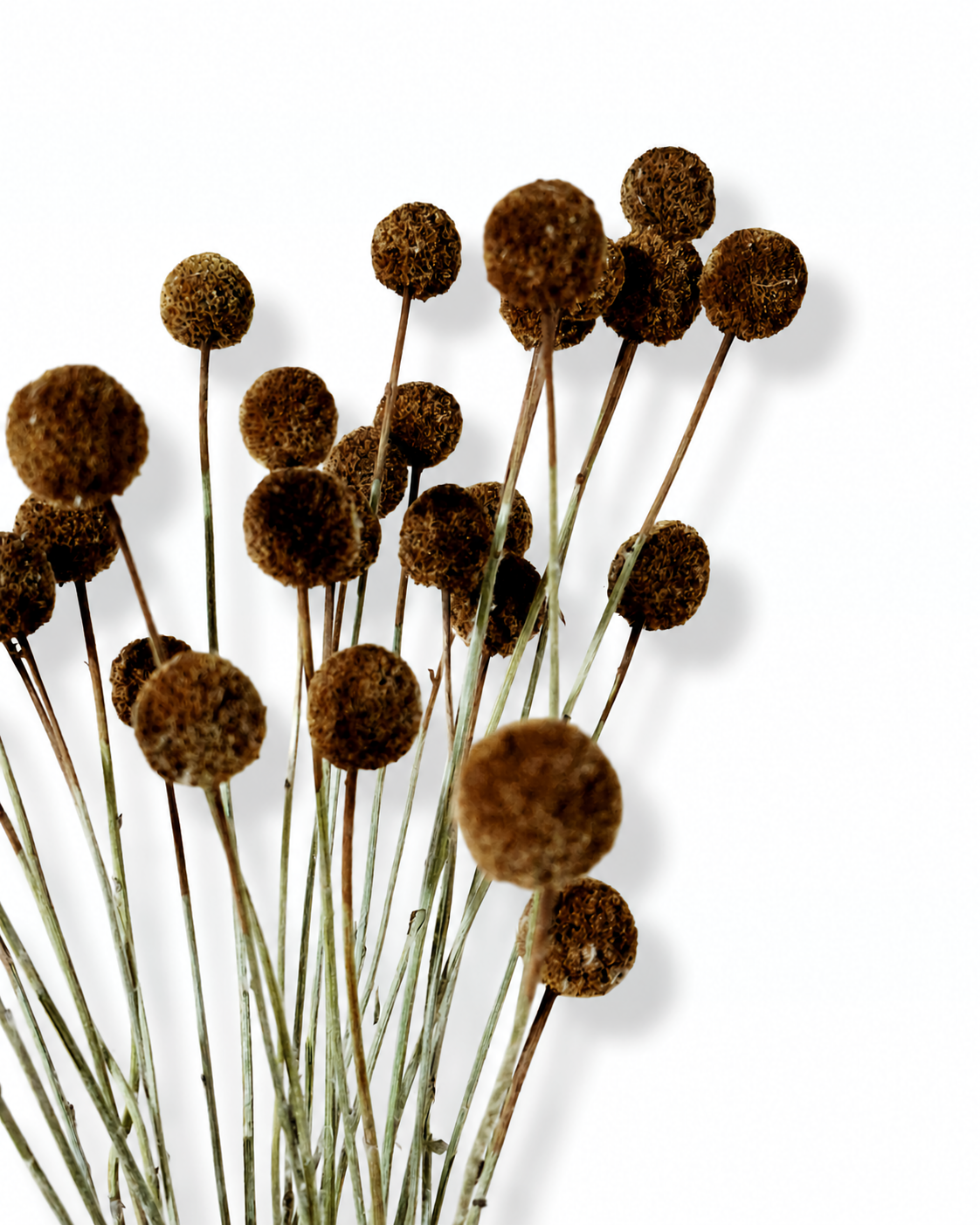 Light brown dried craspedia stems with round heads fan out against a white backdrop.
