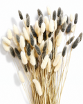 Bleached White and Ash Grey Lagurus Stems, Dried Bunny Tails