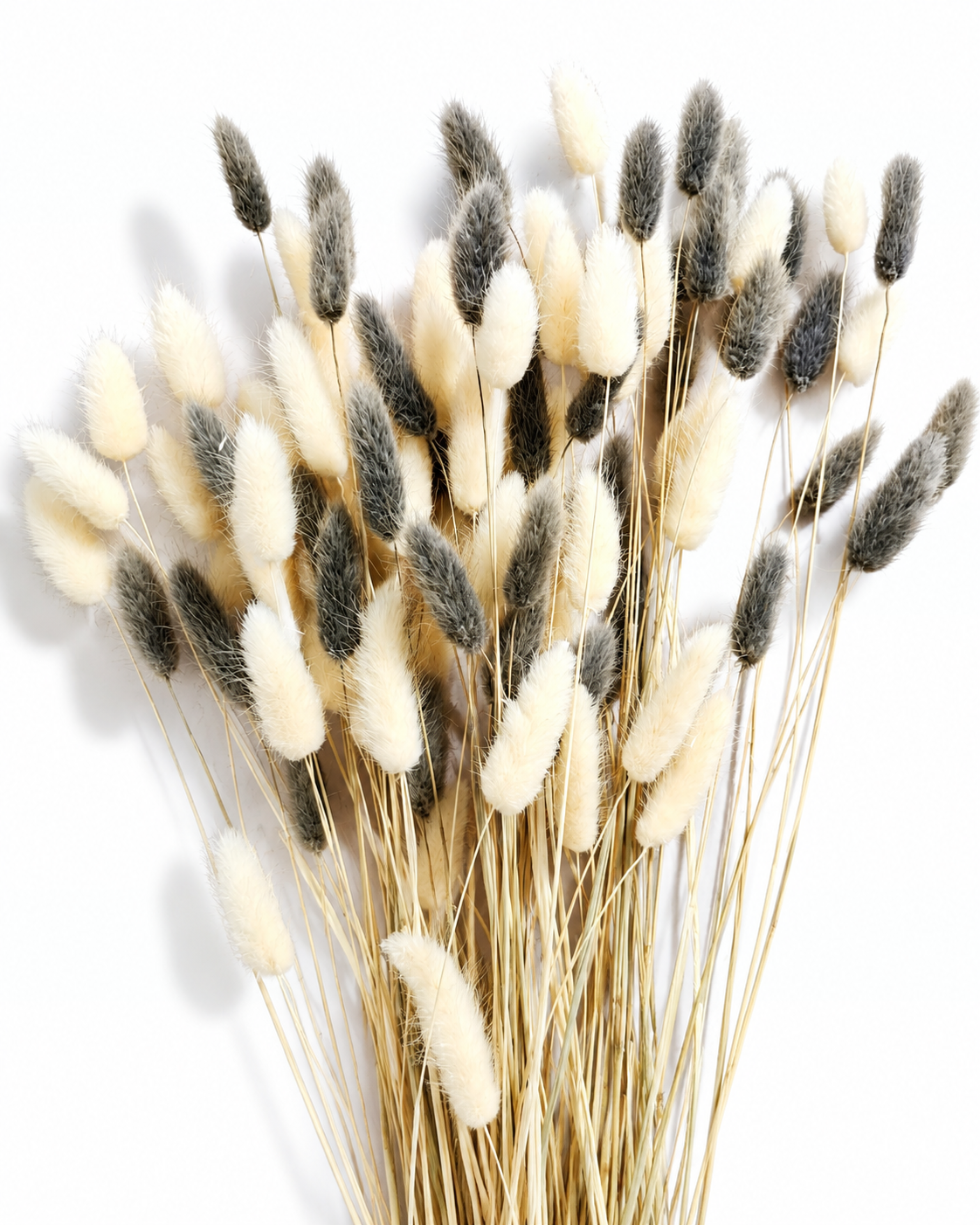 Bleached White and Ash Grey Lagurus Stems, Dried Bunny Tails