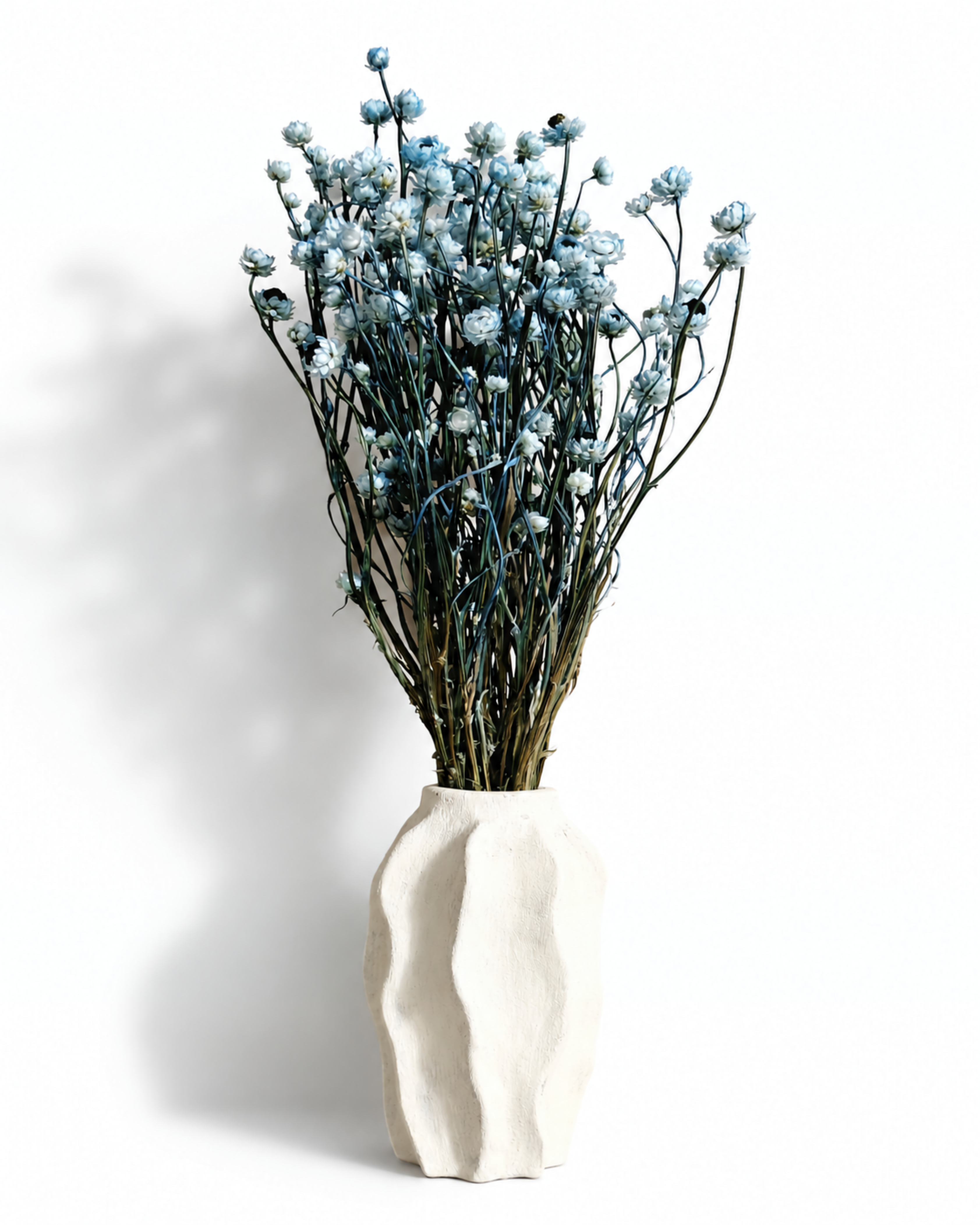 Full length view of a 50g bunch of soft blue dried Ammobium stems styled in a white ceramic vase.
