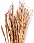 A fan arrangement of natural dried beige and dusty pink Calamagrostis reed grass plumes showing the delicate seed texture and soft muted color palette.
