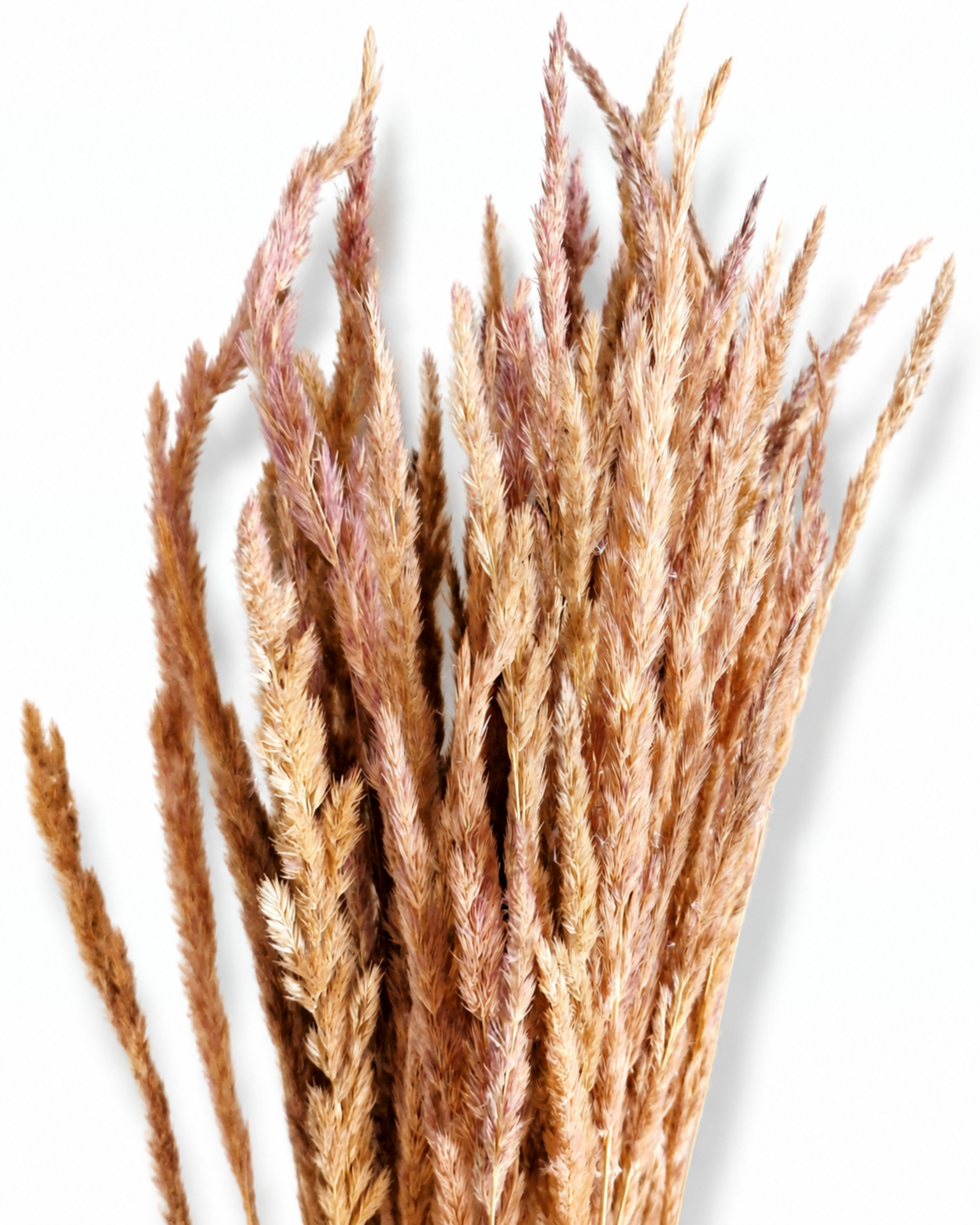 A fan arrangement of natural dried beige and dusty pink Calamagrostis reed grass plumes showing the delicate seed texture and soft muted color palette.
