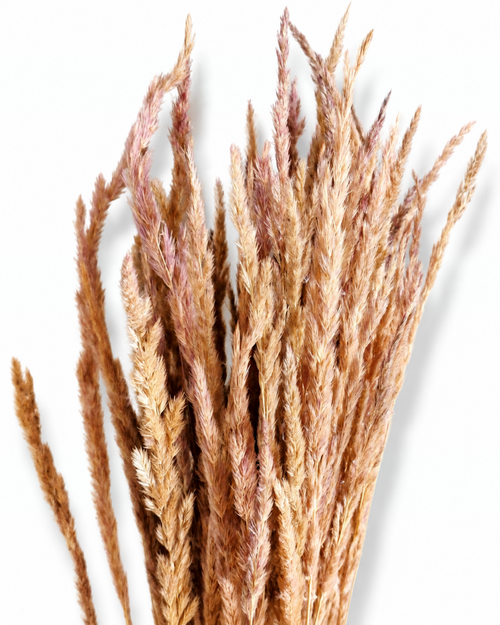 A fan arrangement of natural dried beige and dusty pink Calamagrostis reed grass plumes showing the delicate seed texture and soft muted color palette.
