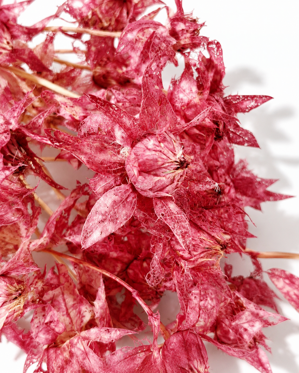 Macro shot of bright pink preserved Safflower bloom heads showing intricate skeletonized bracts.
