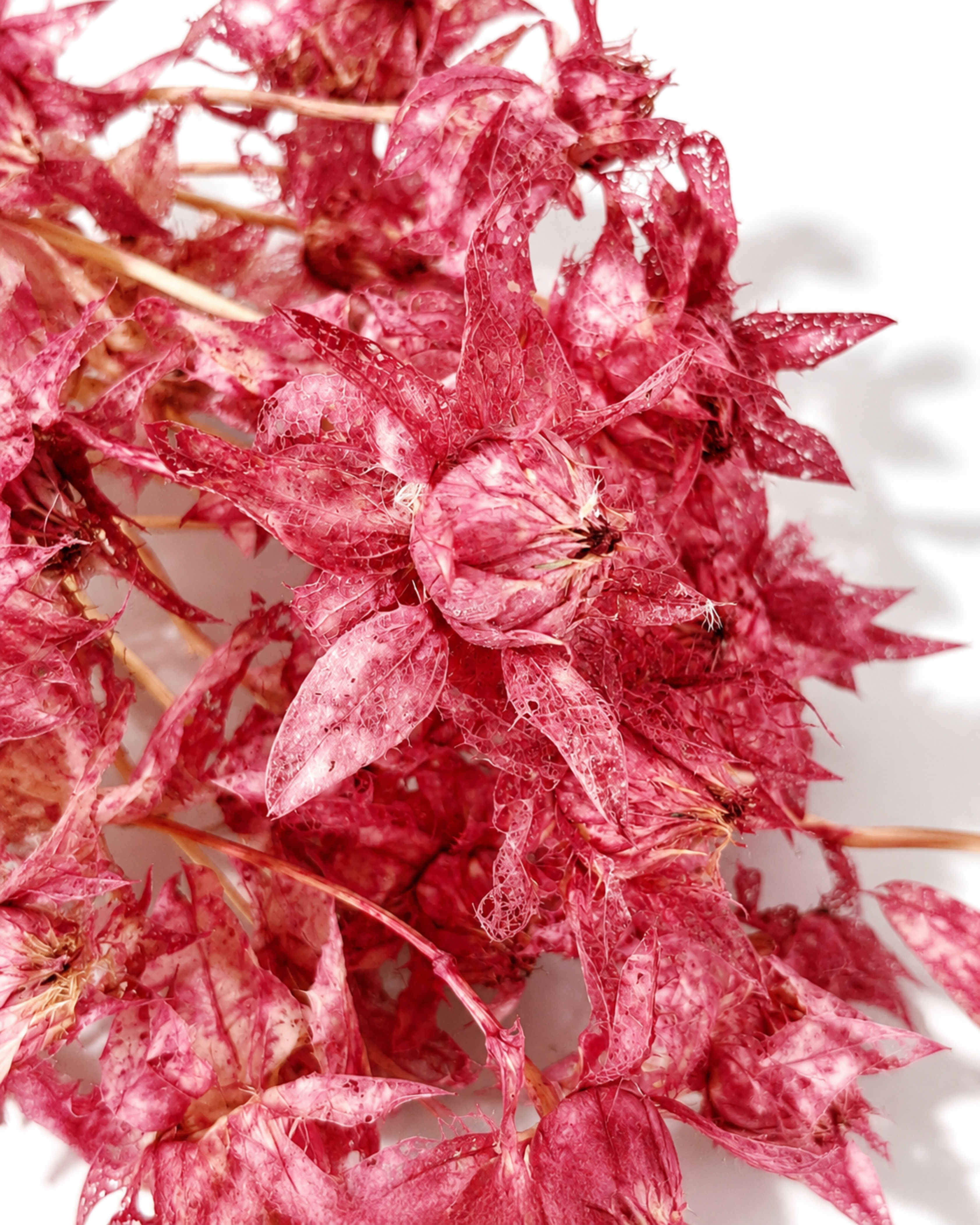Macro shot of bright pink preserved Safflower bloom heads showing intricate skeletonized bracts.
