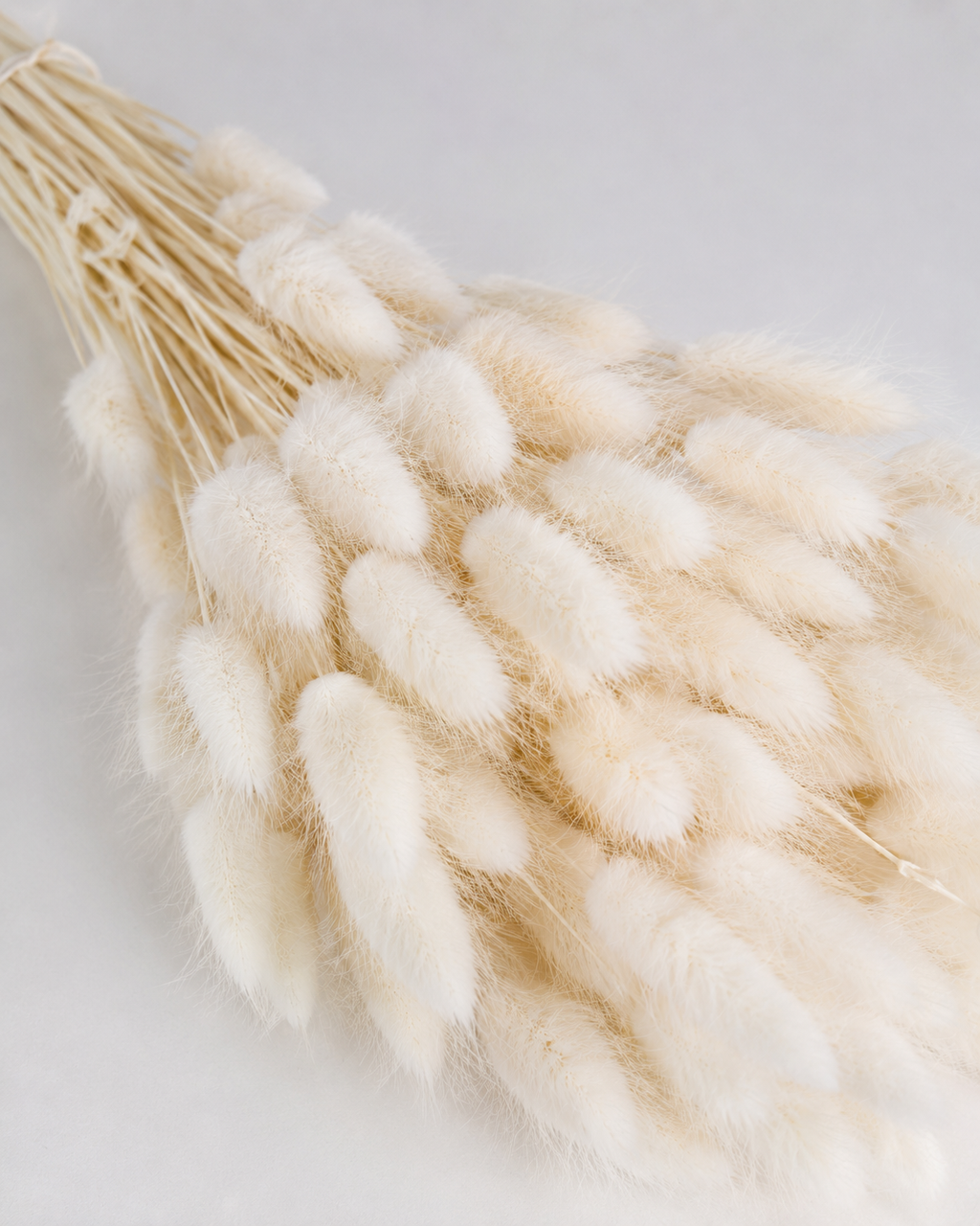 White Lagurus Wholesale
