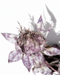 Close-up photograph of a single preserved dusty purple safflower head against a white background, detailing its unique papery texture, mottled plum and beige coloring, and spiky form. The natural lighting casts a distinct artistic shadow to the right.
