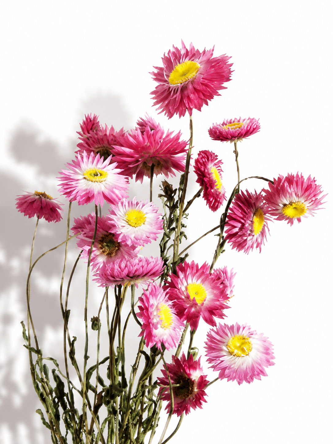 Pink Helichrysum Stems
