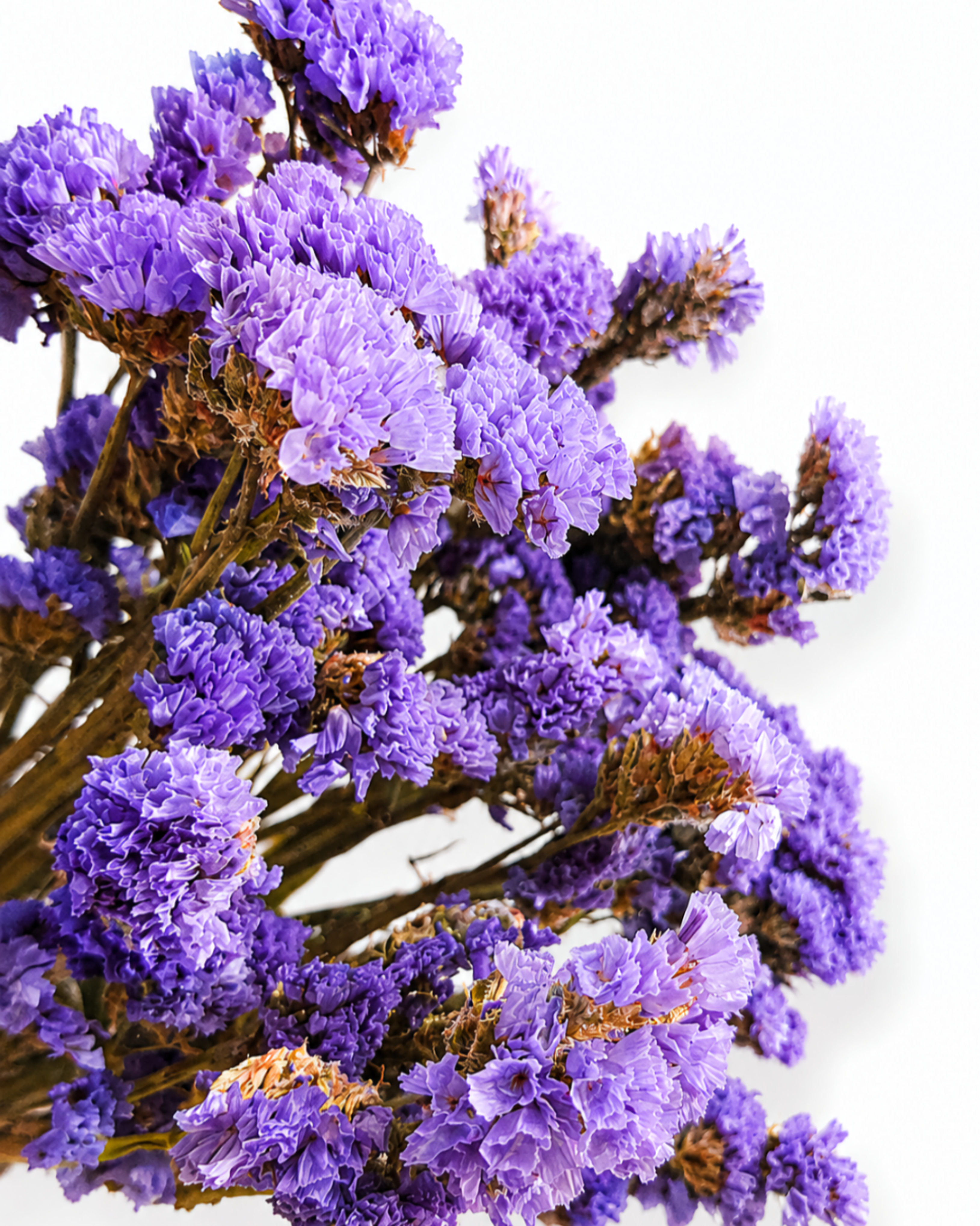 Blue Lavender Statice Stems