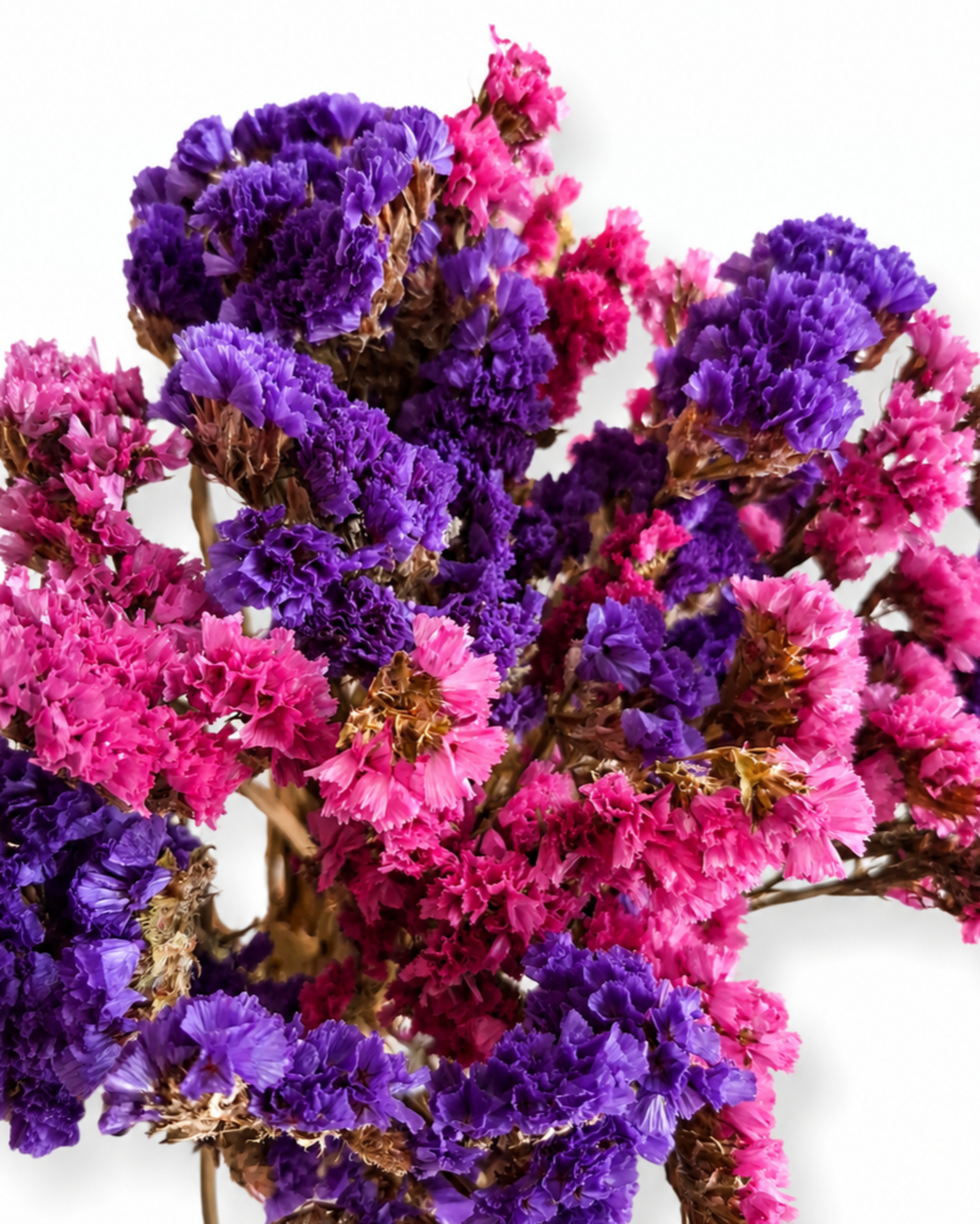 Natural everlasting bouquet filler for romantic wreaths and creative botanical crafts Europe