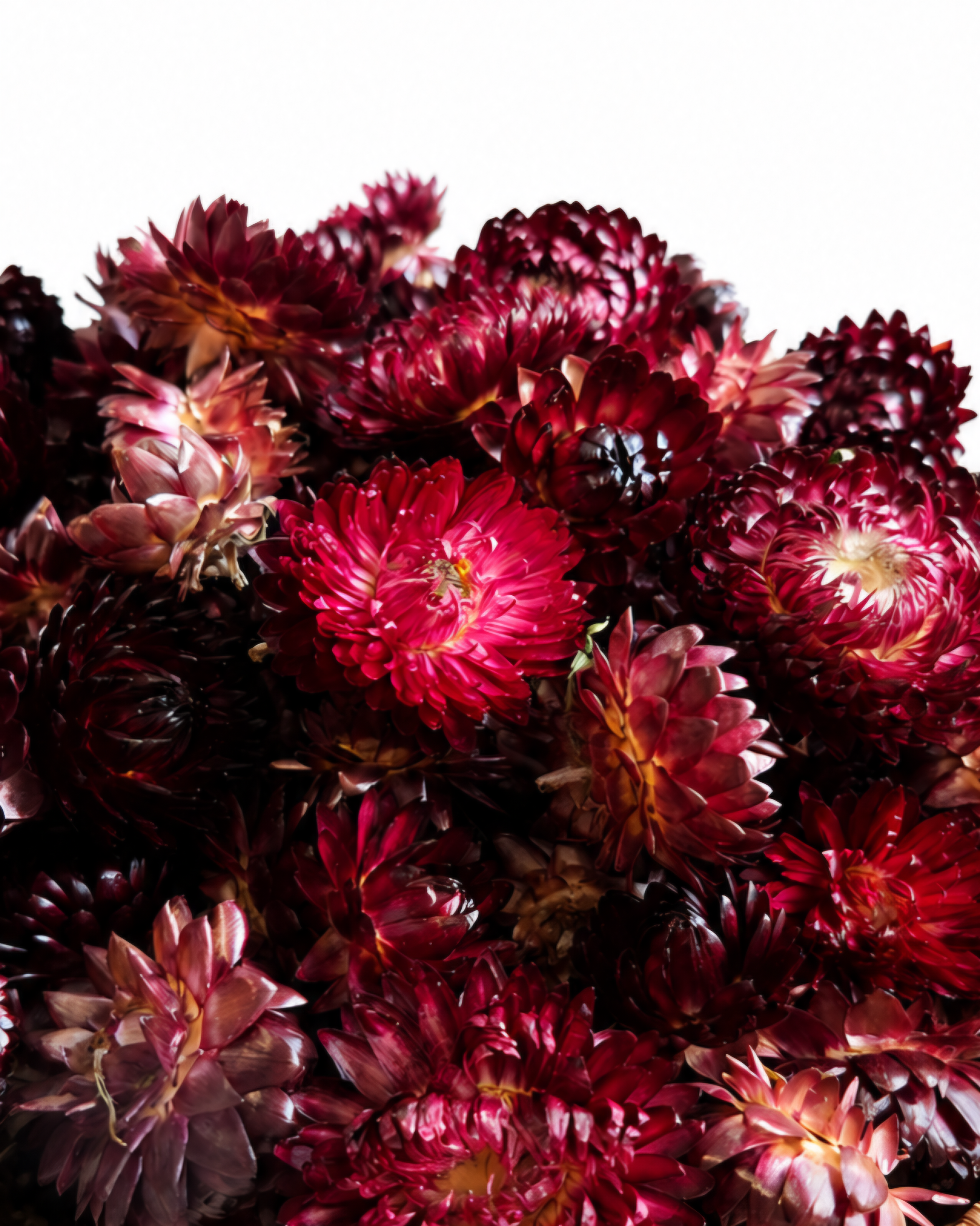 Macro detailed shot of deep wine red and burgundy dried strawflower heads with crisp petals.
