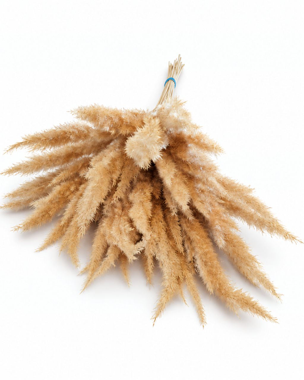 Natural Dried Calamagrostis Grass Stems - 60cm Fluffy Reed Grass (Bunch of 50)