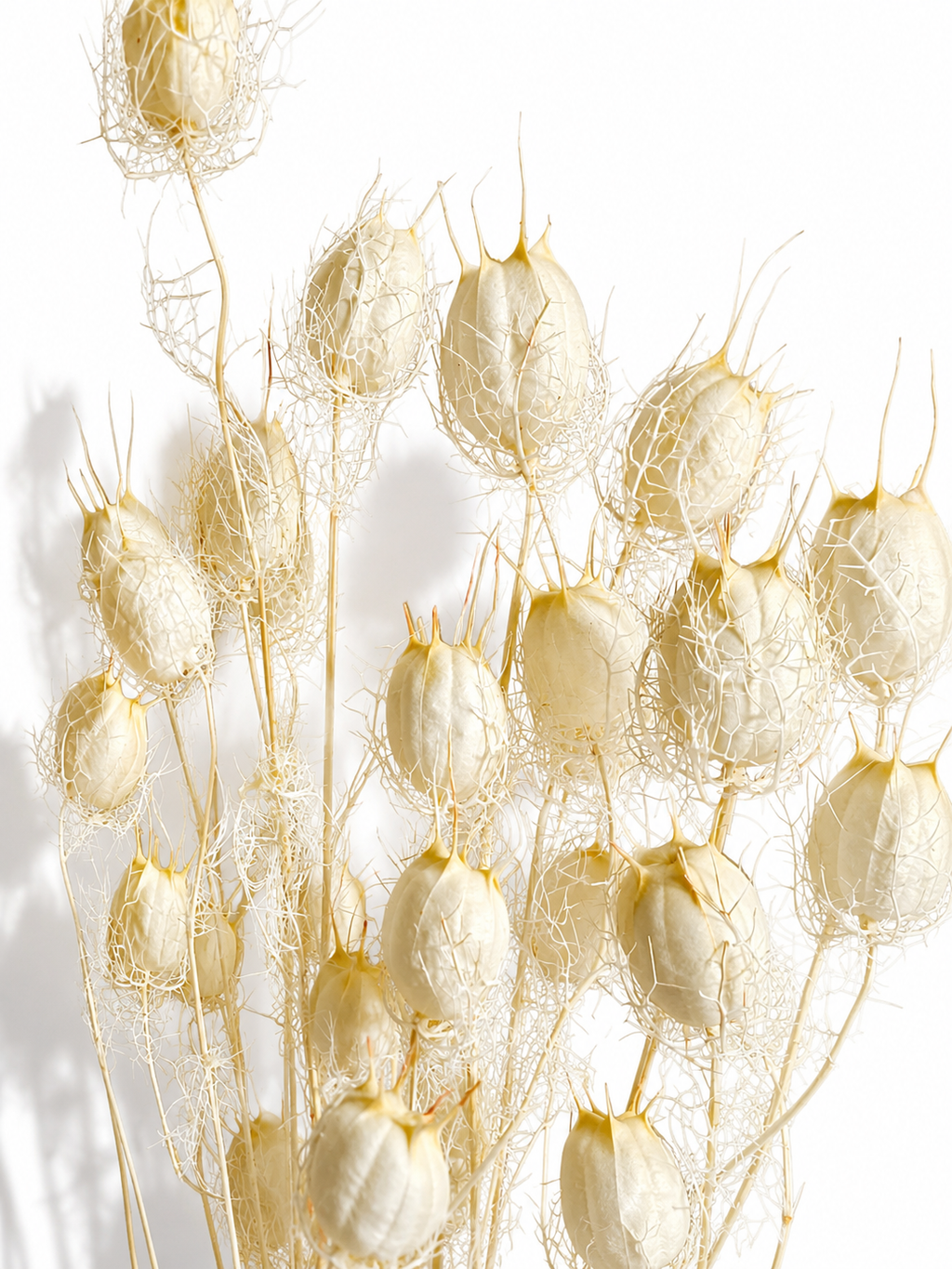 White Nigella Pods