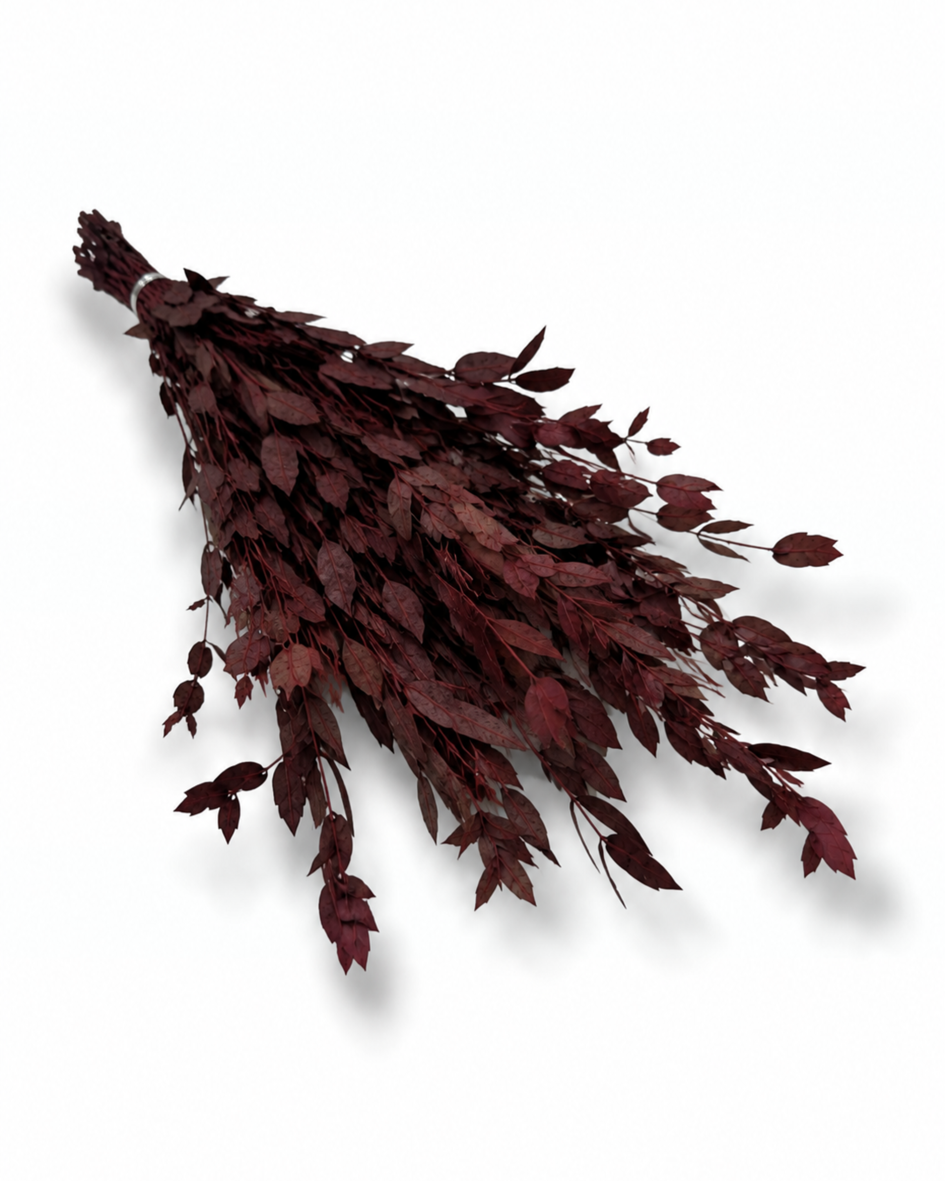Naturally air-preserved deep burgundy Eucalyptus Parvifolia branches, 5-6 pieces pack, 40-50cm height for elegant rustic interior decoration.
