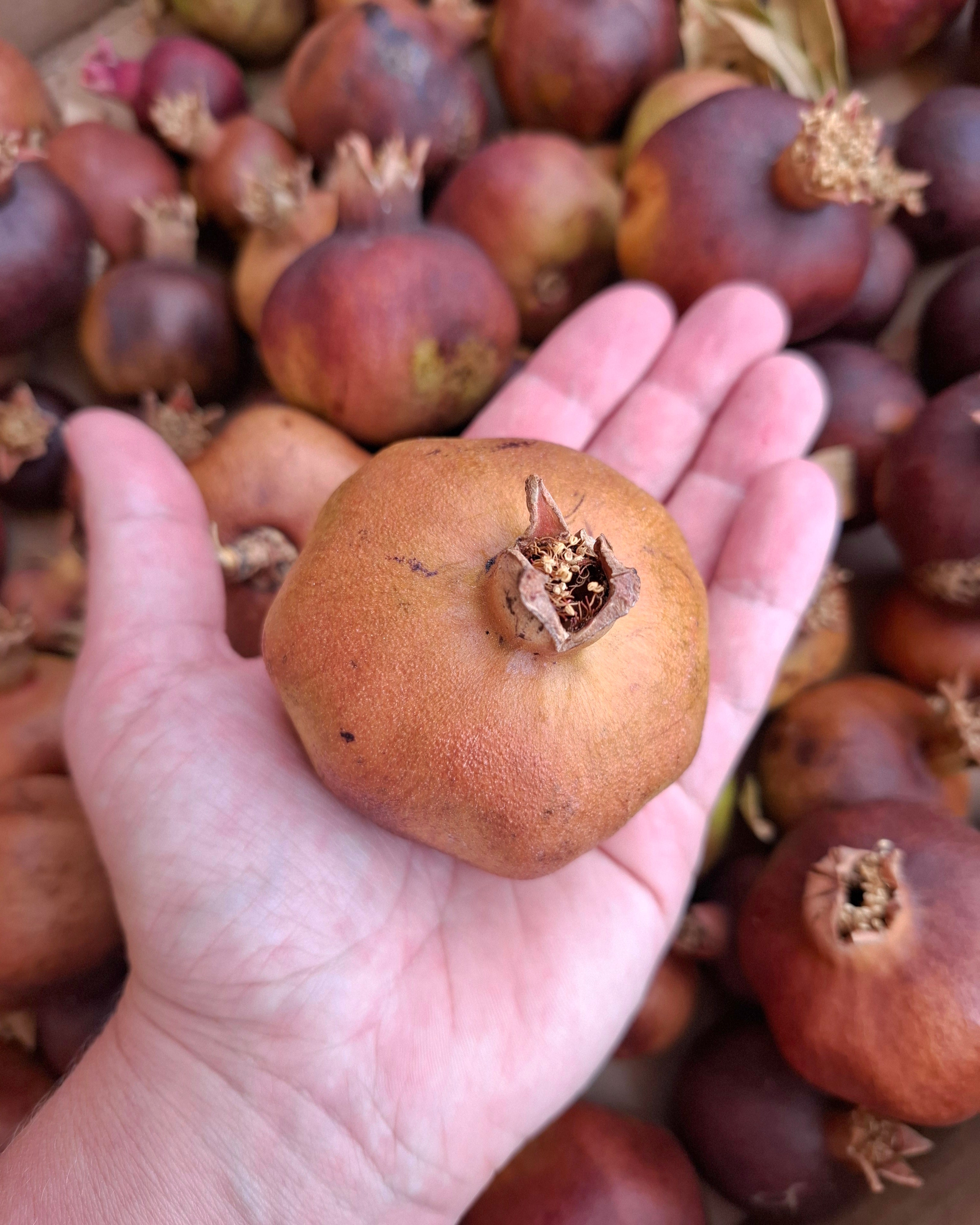 Natural Dried Pomegranate