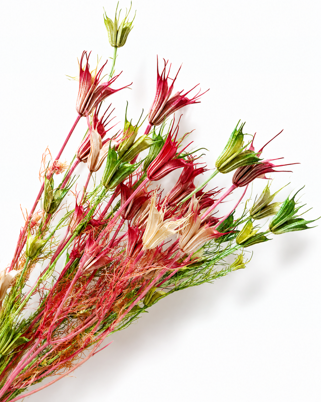 Bundle of 5-6 dried pink and green Nigella orientalis stems lying diagonally on a white surface.
