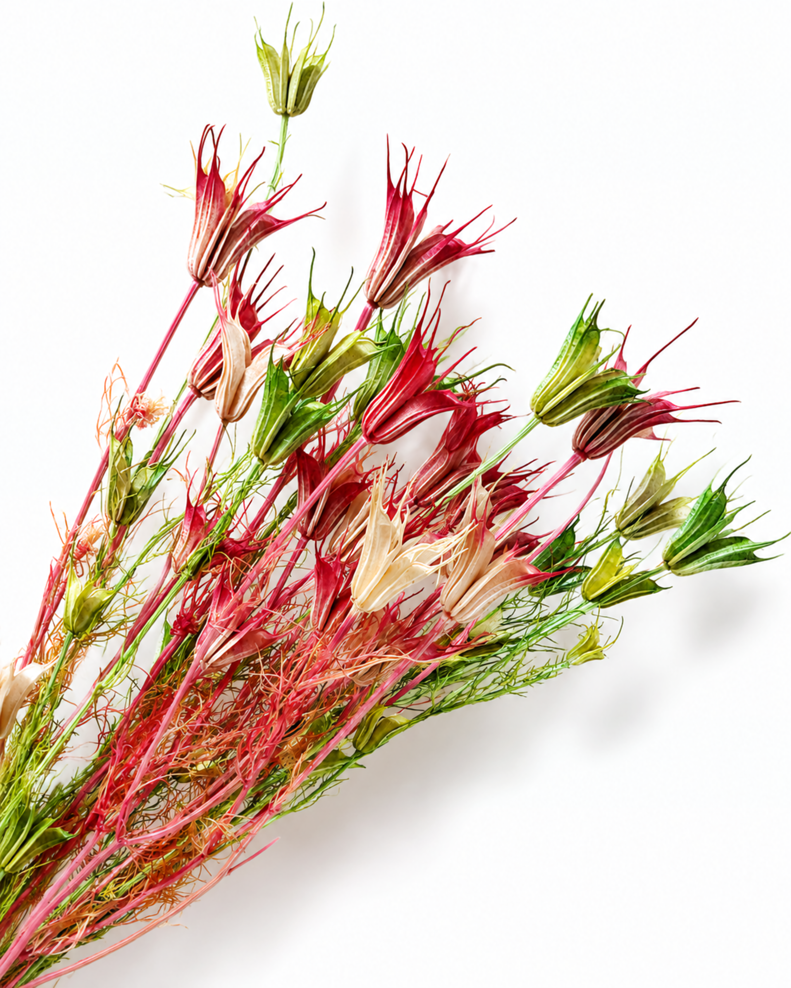 Bundle of 5-6 dried pink and green Nigella orientalis stems lying diagonally on a white surface.
