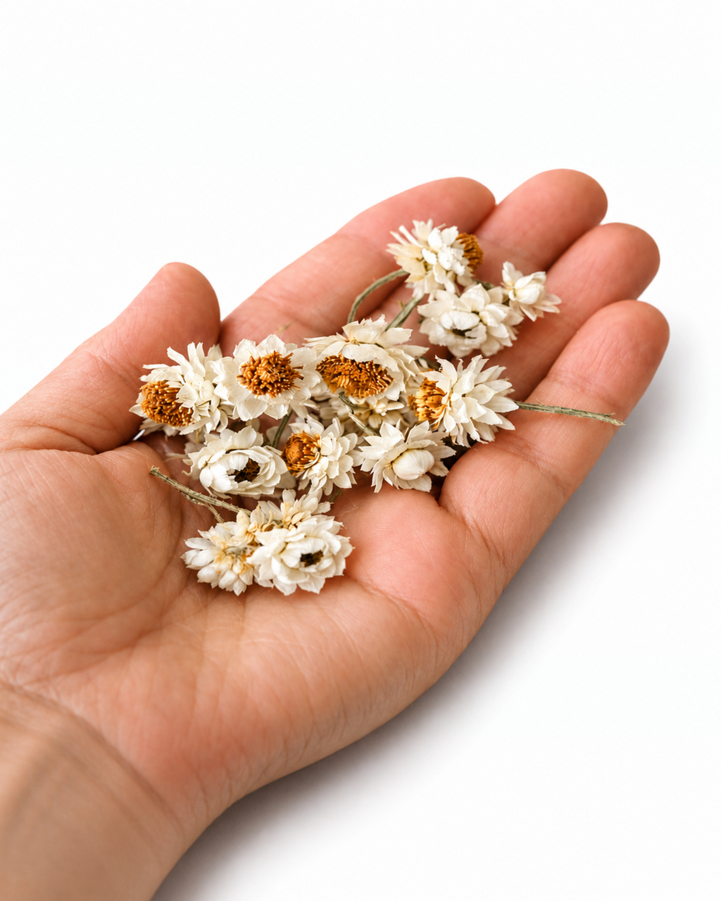 Dried Ammobium Flower Heads - 100 White Winged Everlasting
