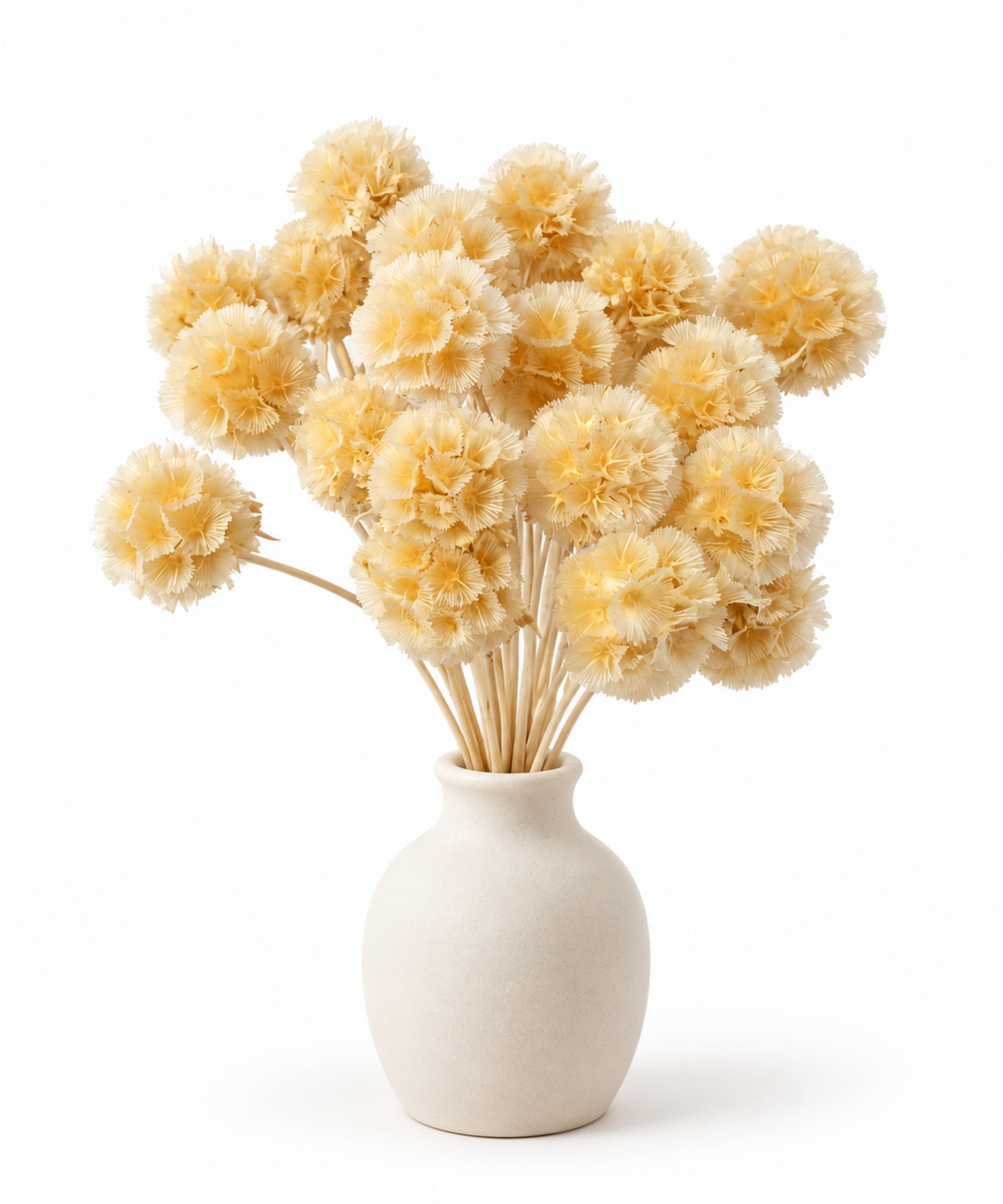 Bleached Preserved Scabiosa Stems - 15-17cm Starflower Pods (Bunch of 10)