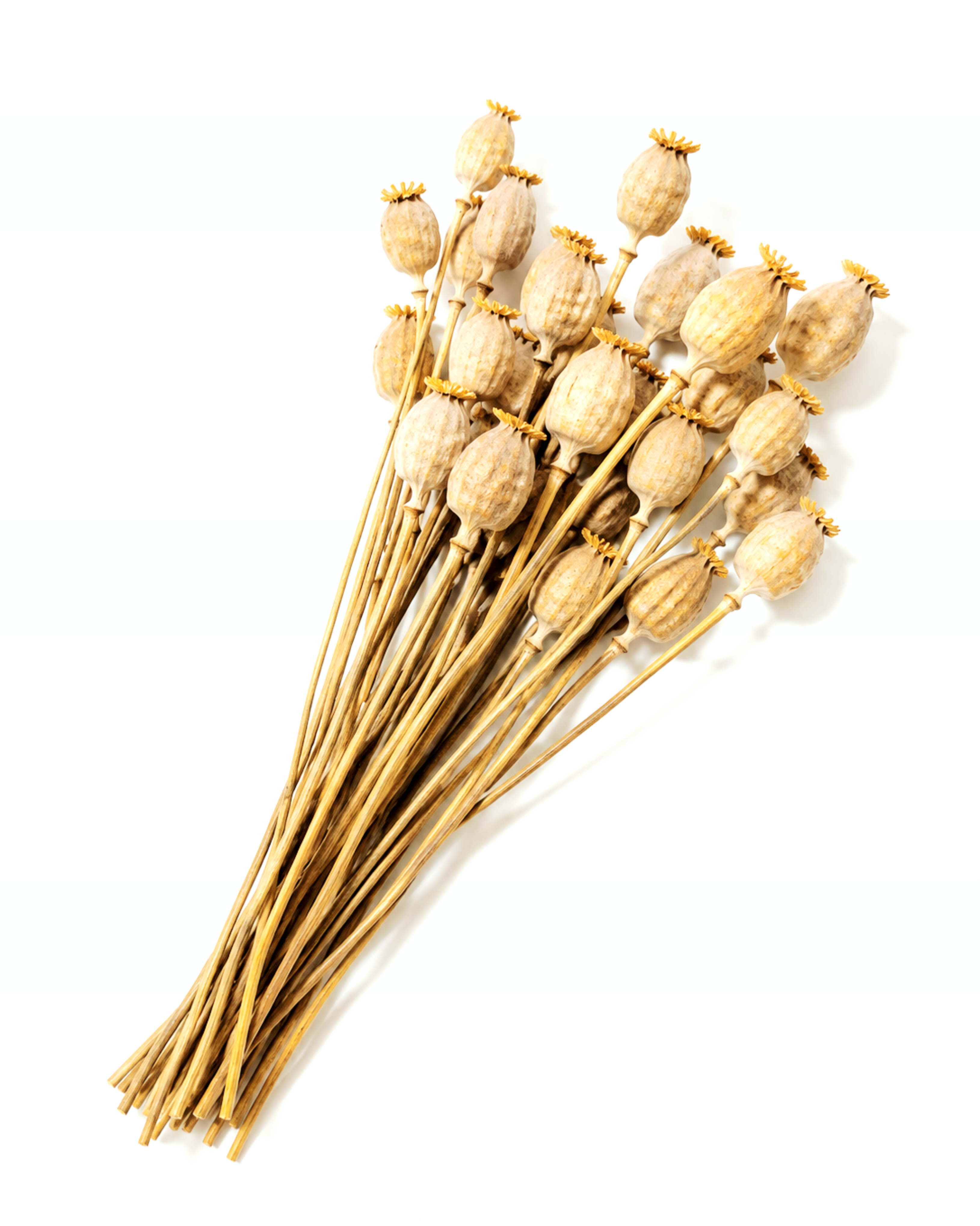 Natural Dried Poppy Pods Stems
