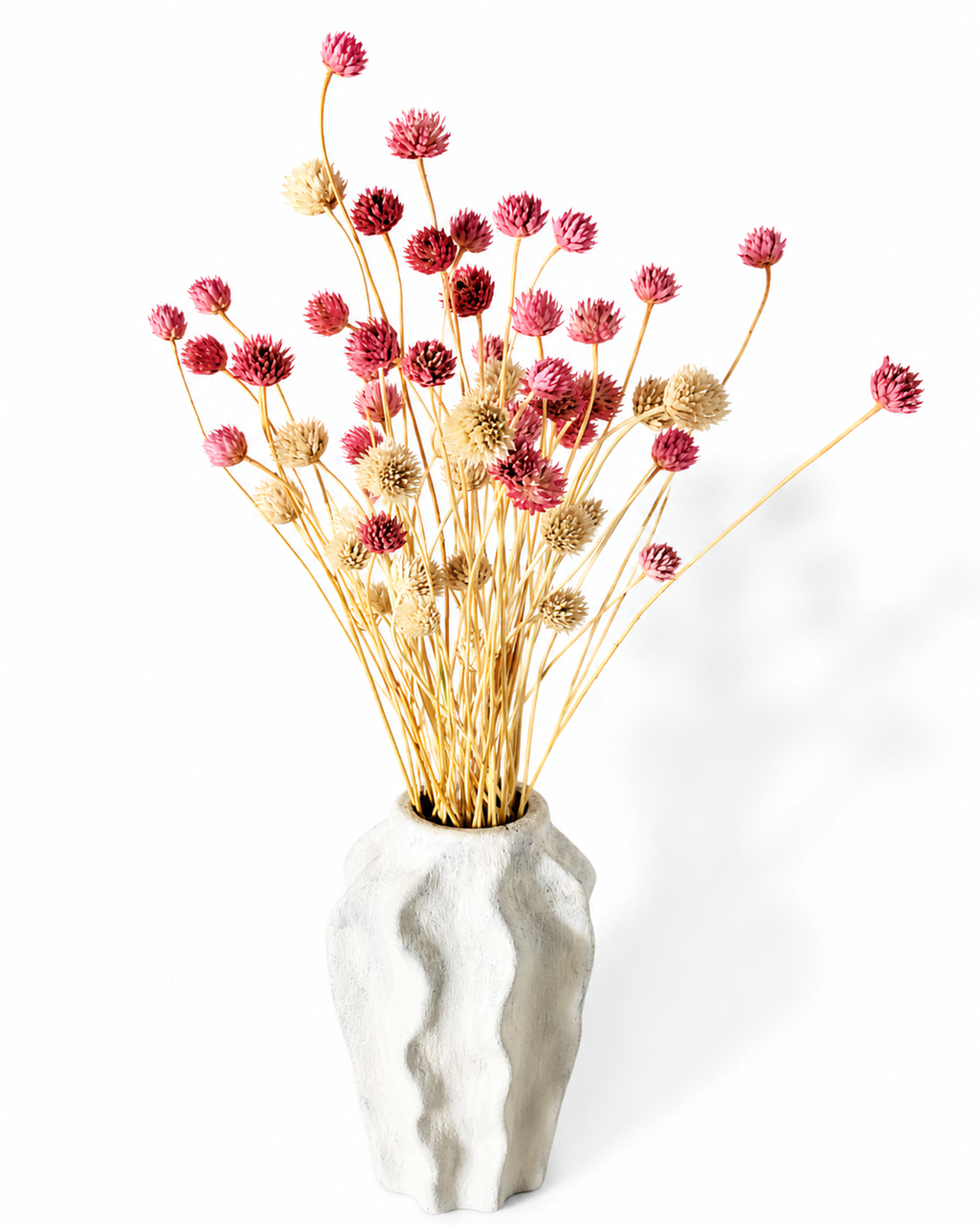 Pink Cephalaria Stems
