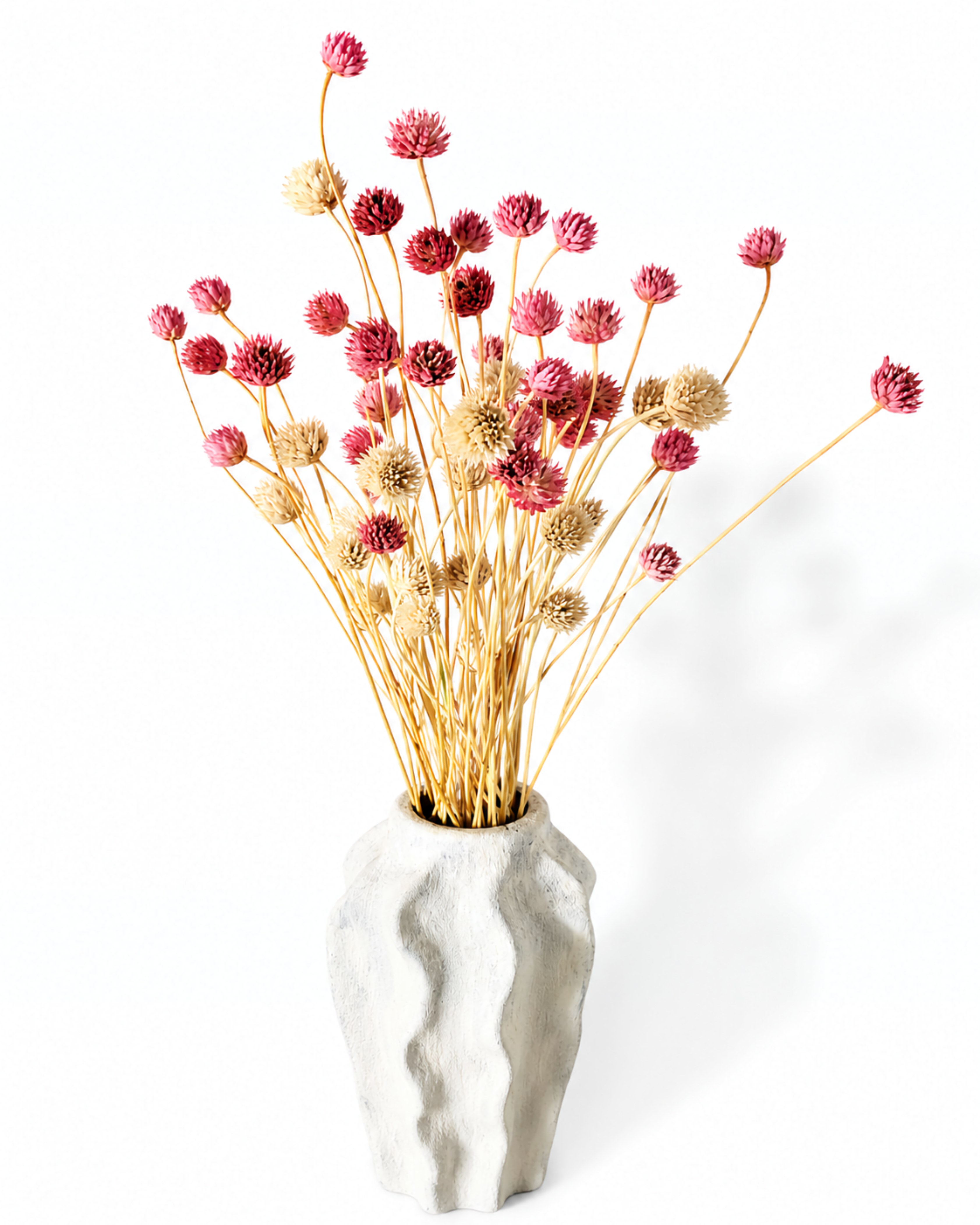 Pink Cephalaria Stems