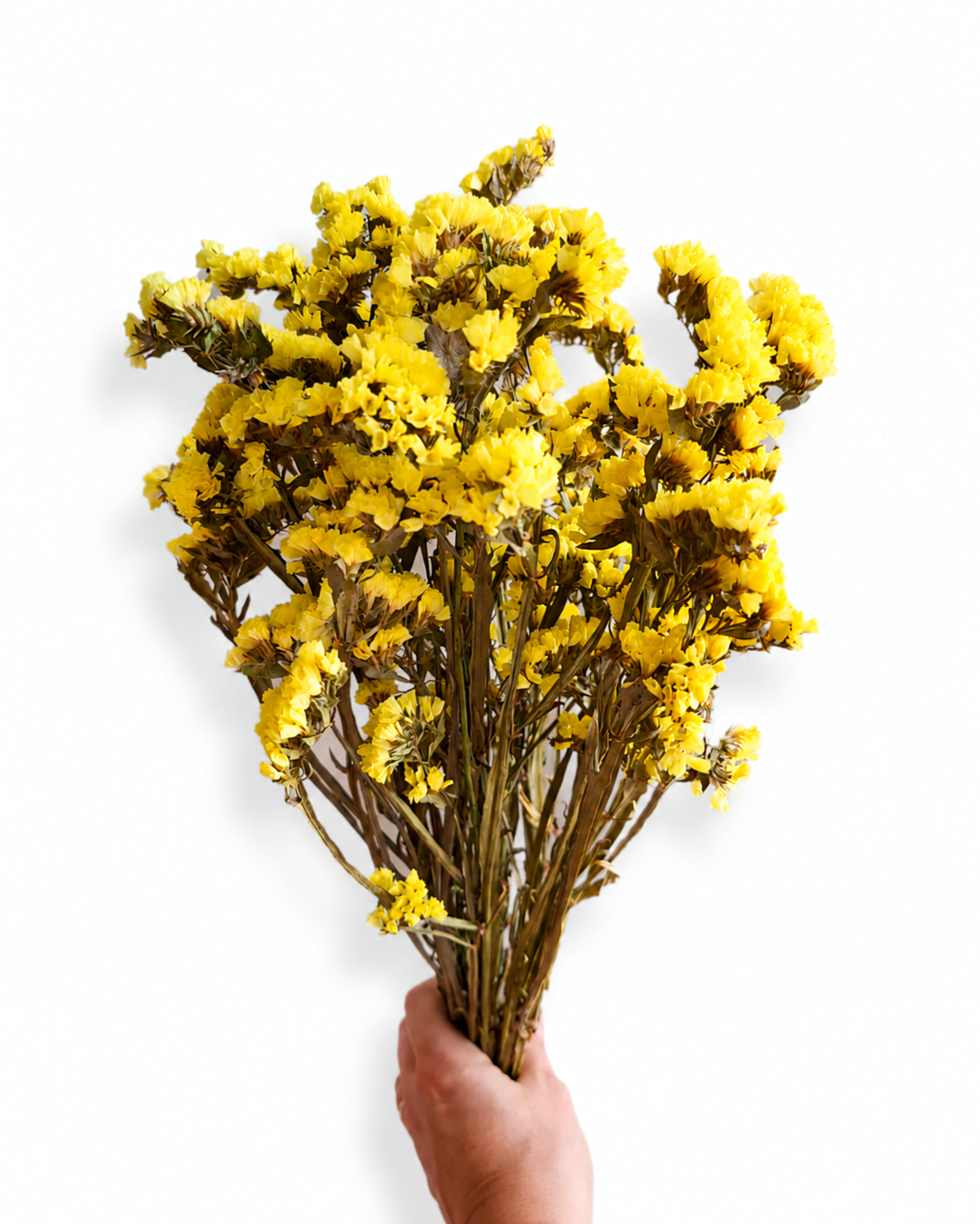 Yellow Dried Statice Bunch, Bright Limonium Stems