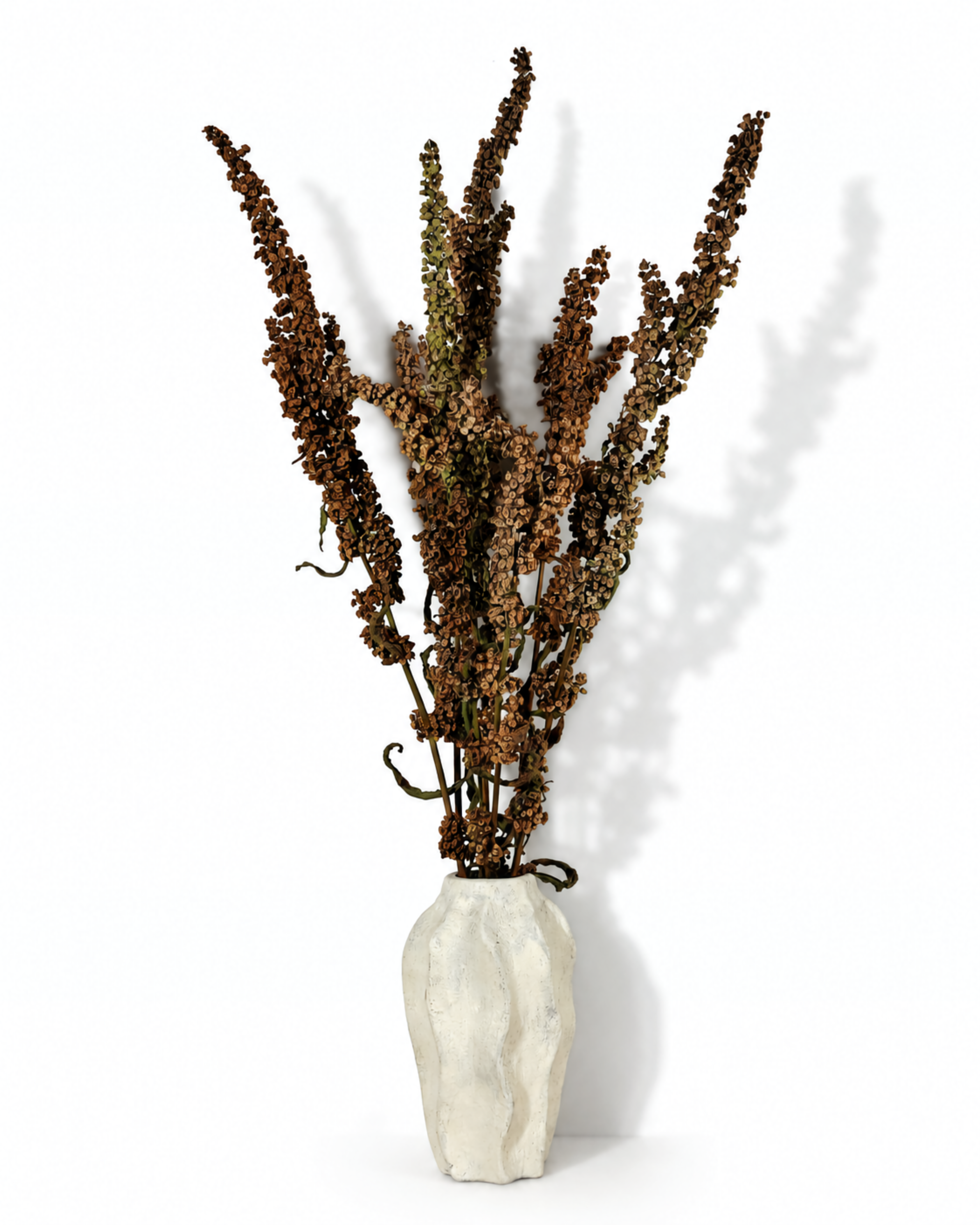 Wild Dock Dried Stems