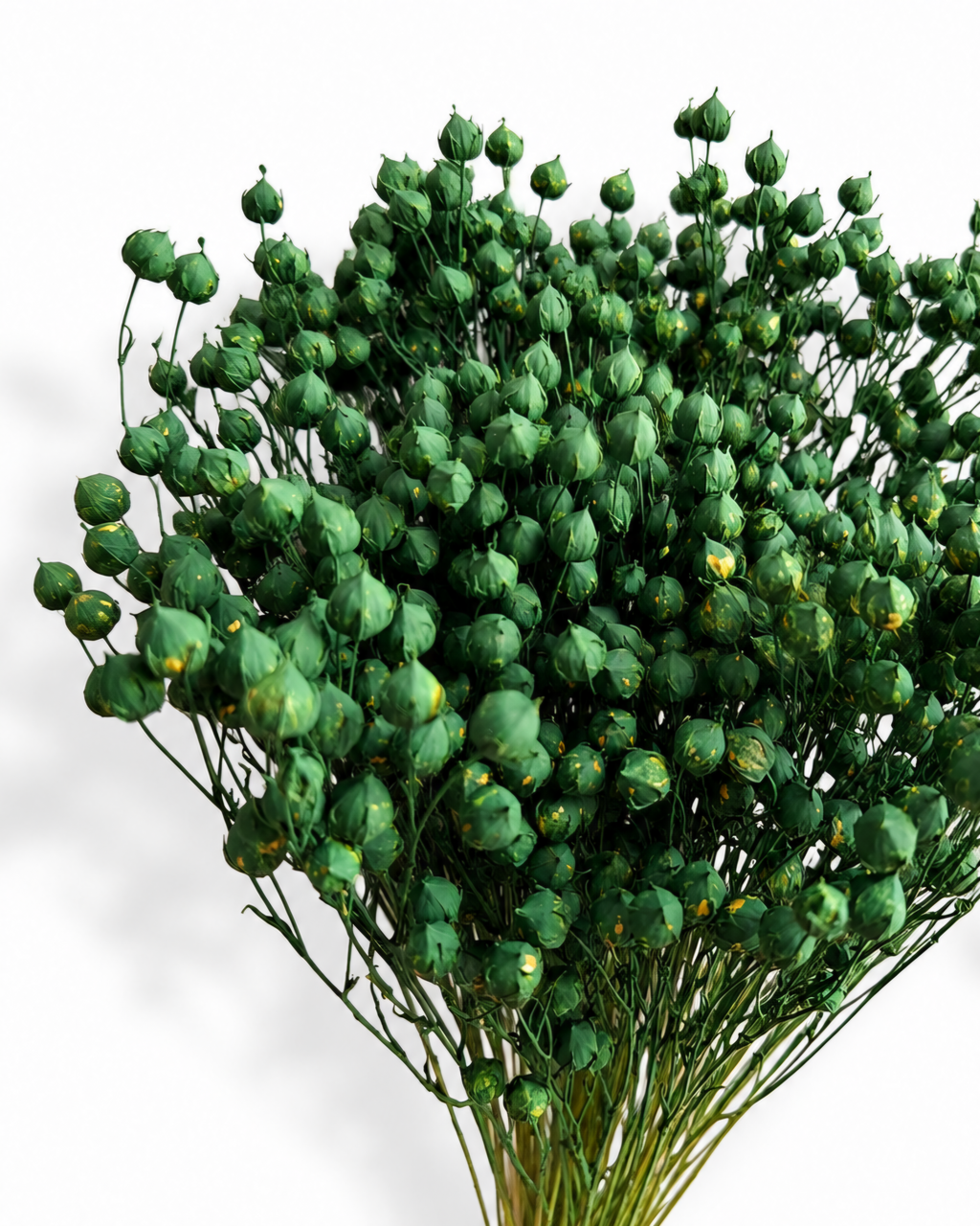 A full, dense bunch of premium preserved and stabilized Flax stems (Linum) dyed in a vibrant green shade.
