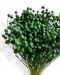 A full, dense bunch of premium preserved and stabilized Flax stems (Linum) dyed in a vibrant green shade.
