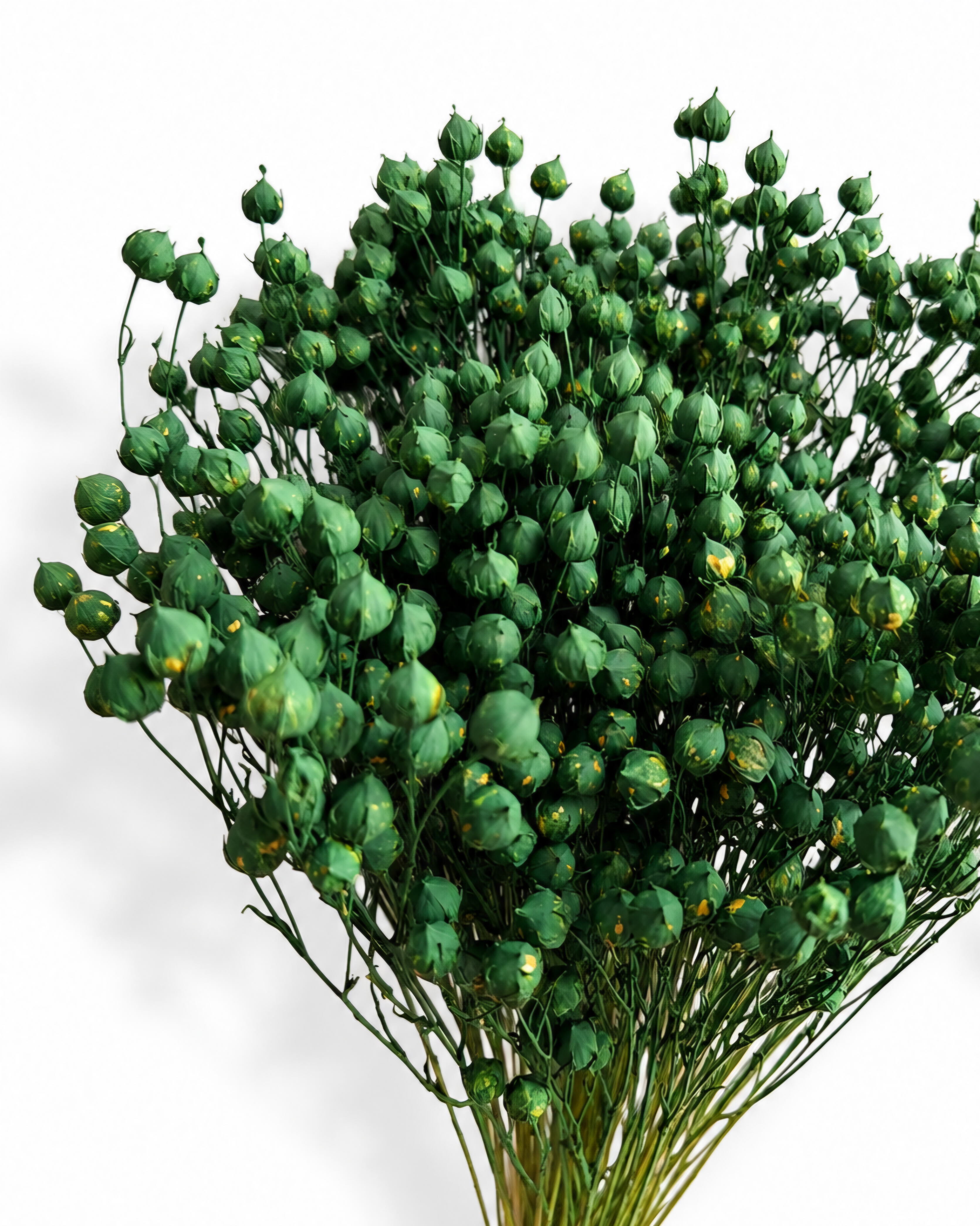 A full, dense bunch of premium preserved and stabilized Flax stems (Linum) dyed in a vibrant green shade.
