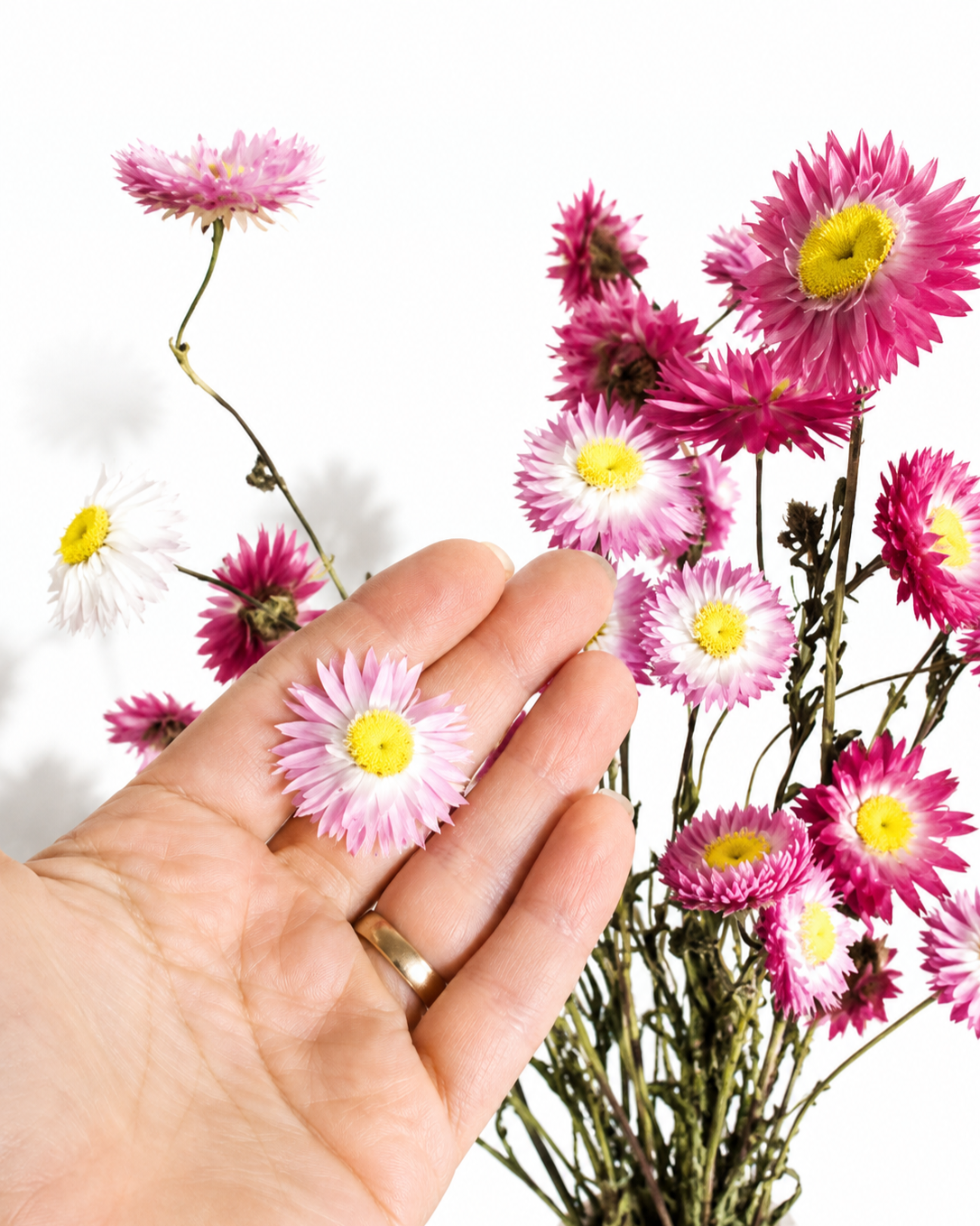 Hand holding a single detailed bright pink preserved strawflower with a yellow center.
