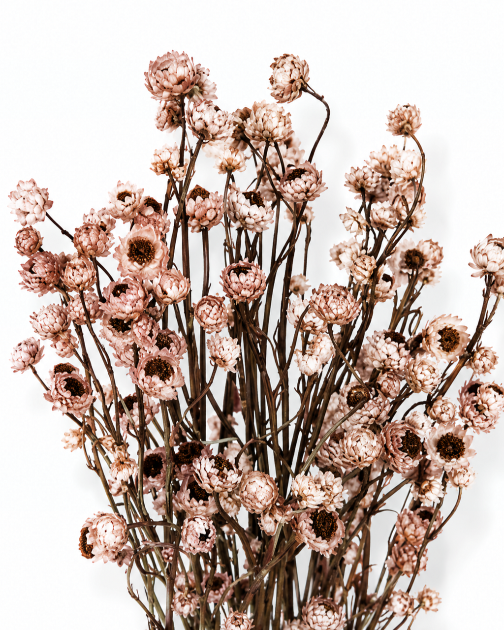 Dusty Rose Dried Flower Bouquet