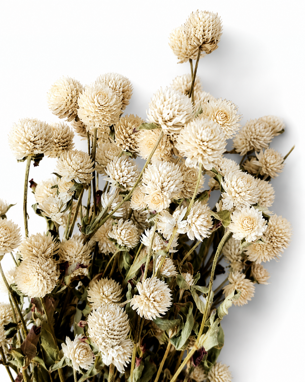 Ivory Gomphrena Bouquet