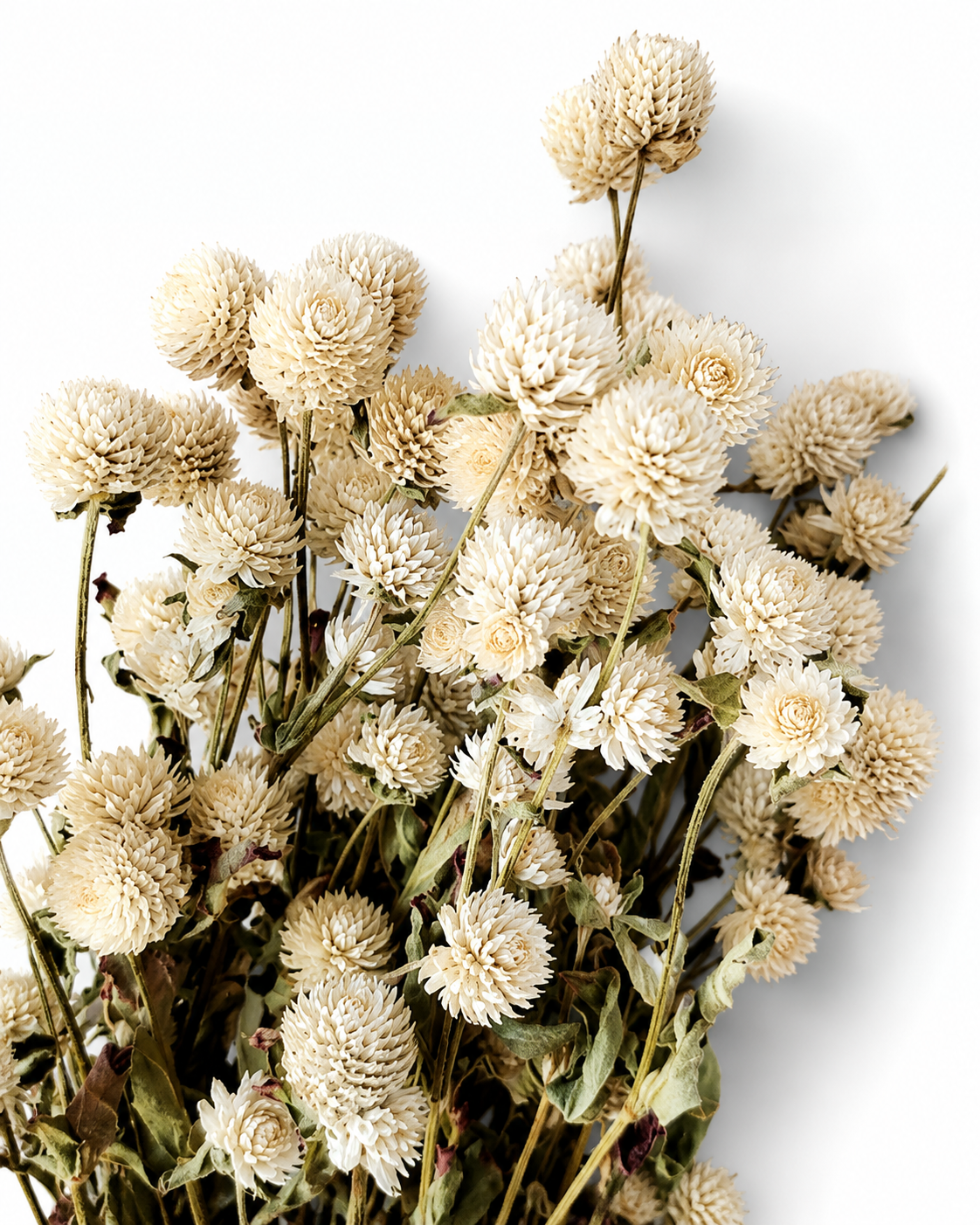 Ivory Gomphrena Bouquet