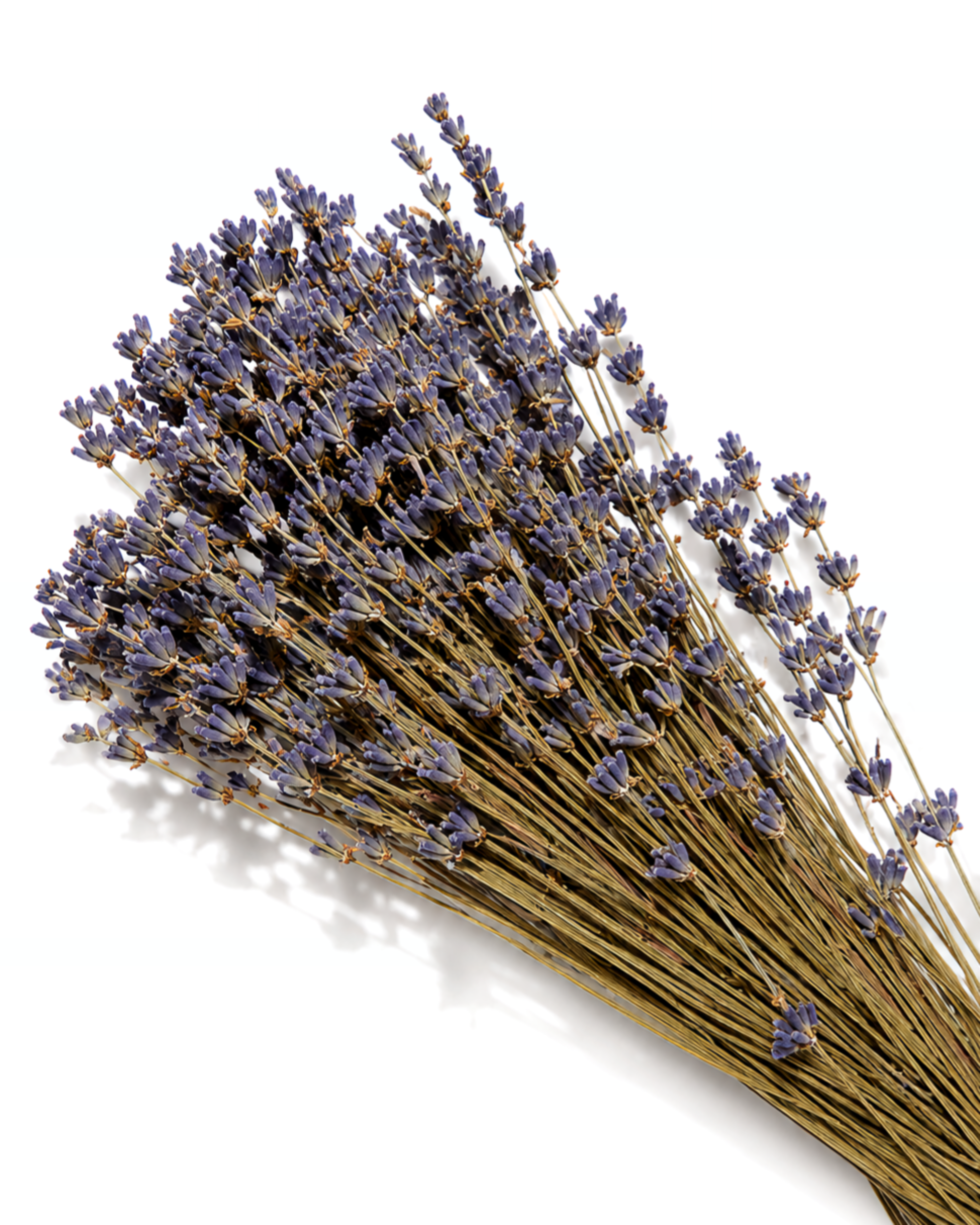 Dried Lavender Bundle - Natural Aromatic Lavender Bunch