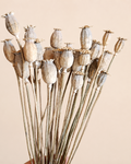 Natural Dried Poppy Pods Stems