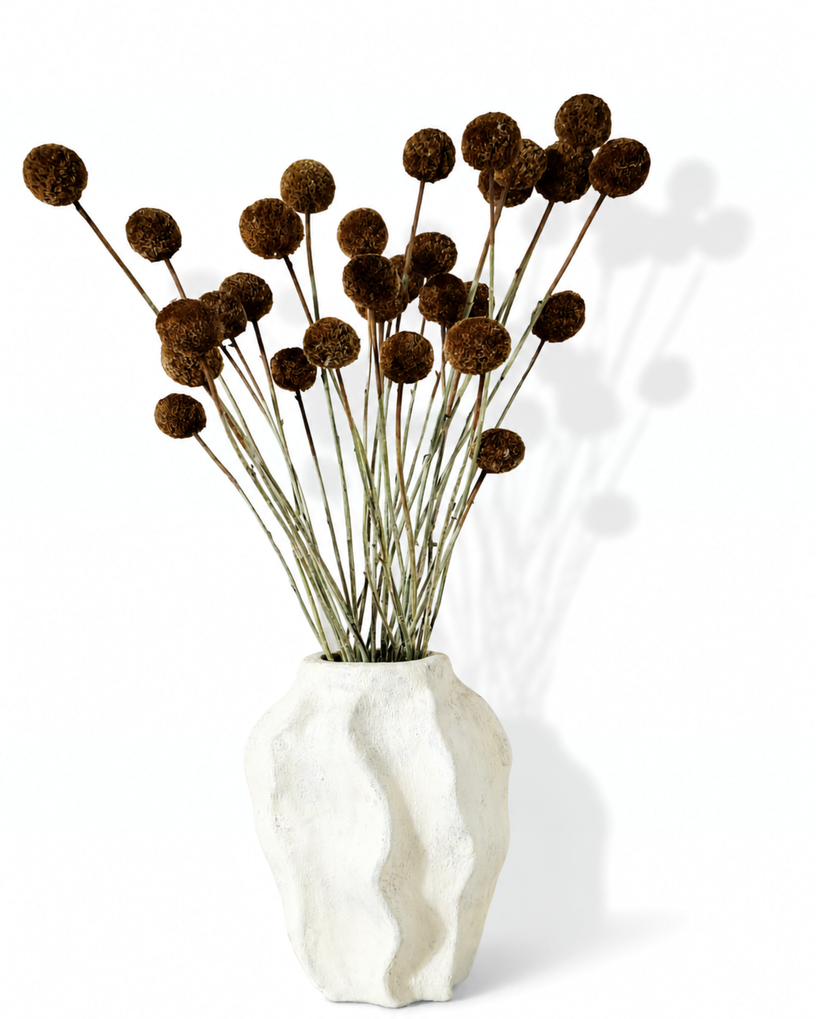 Light Brown Craspedia Stems