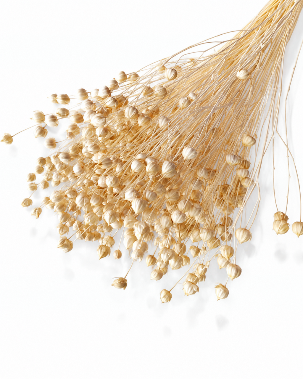 Premium dried natural beige flax stems linum seed pods 50g bunch for minimalist florist decor