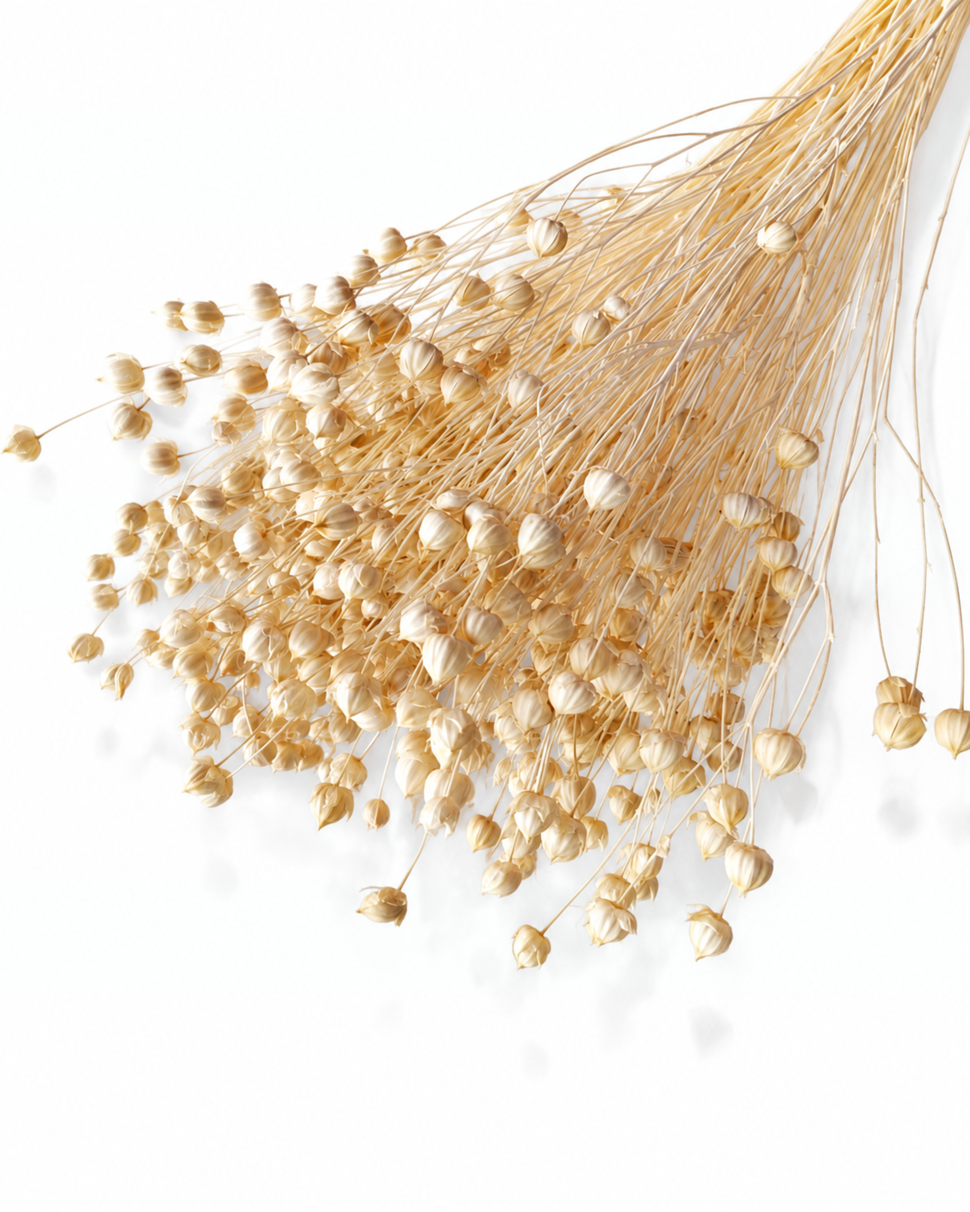 Premium dried natural beige flax stems linum seed pods 50g bunch for minimalist florist decor
