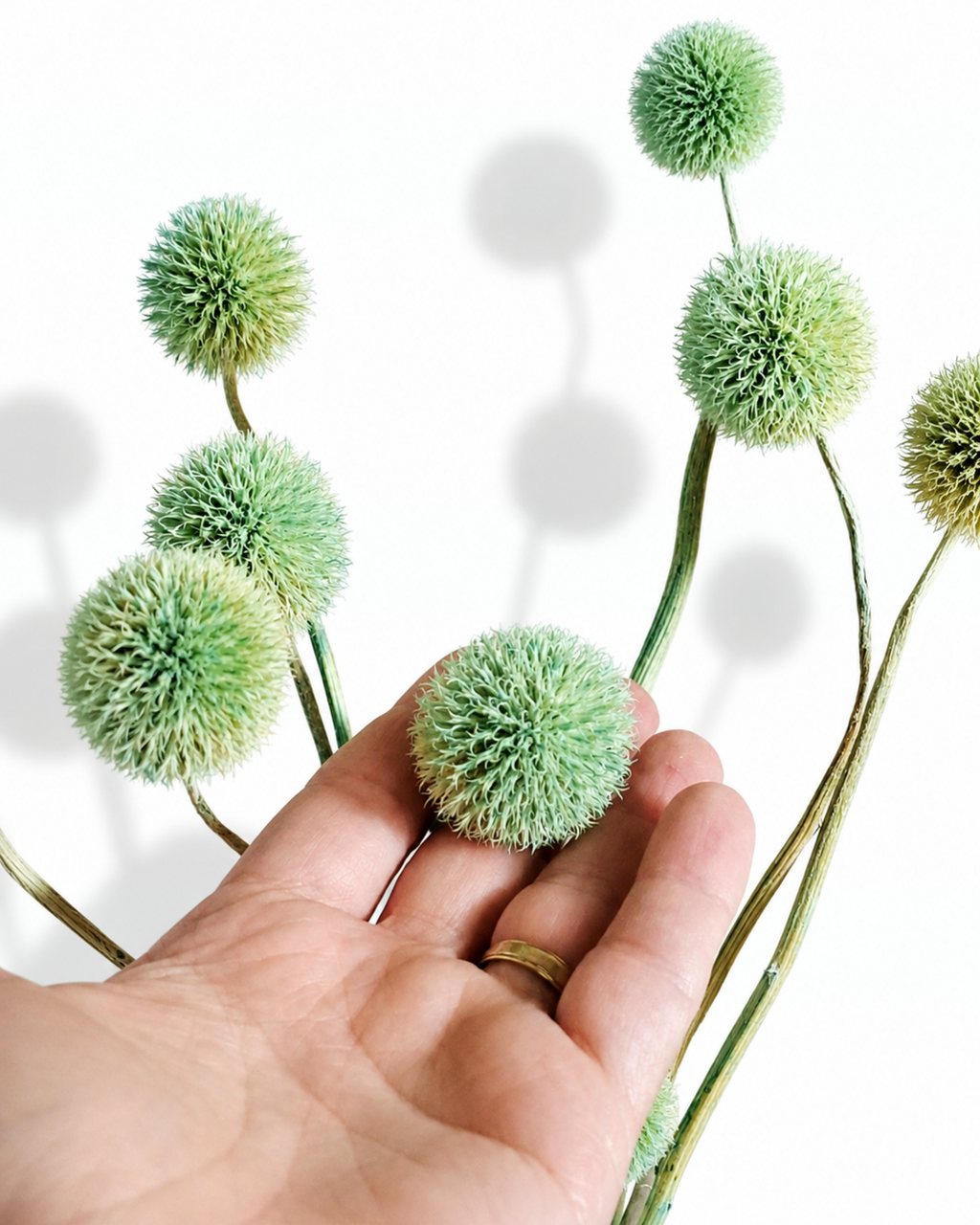Close-up shot of a hand holding a soft mint green globe flower head against light background.
