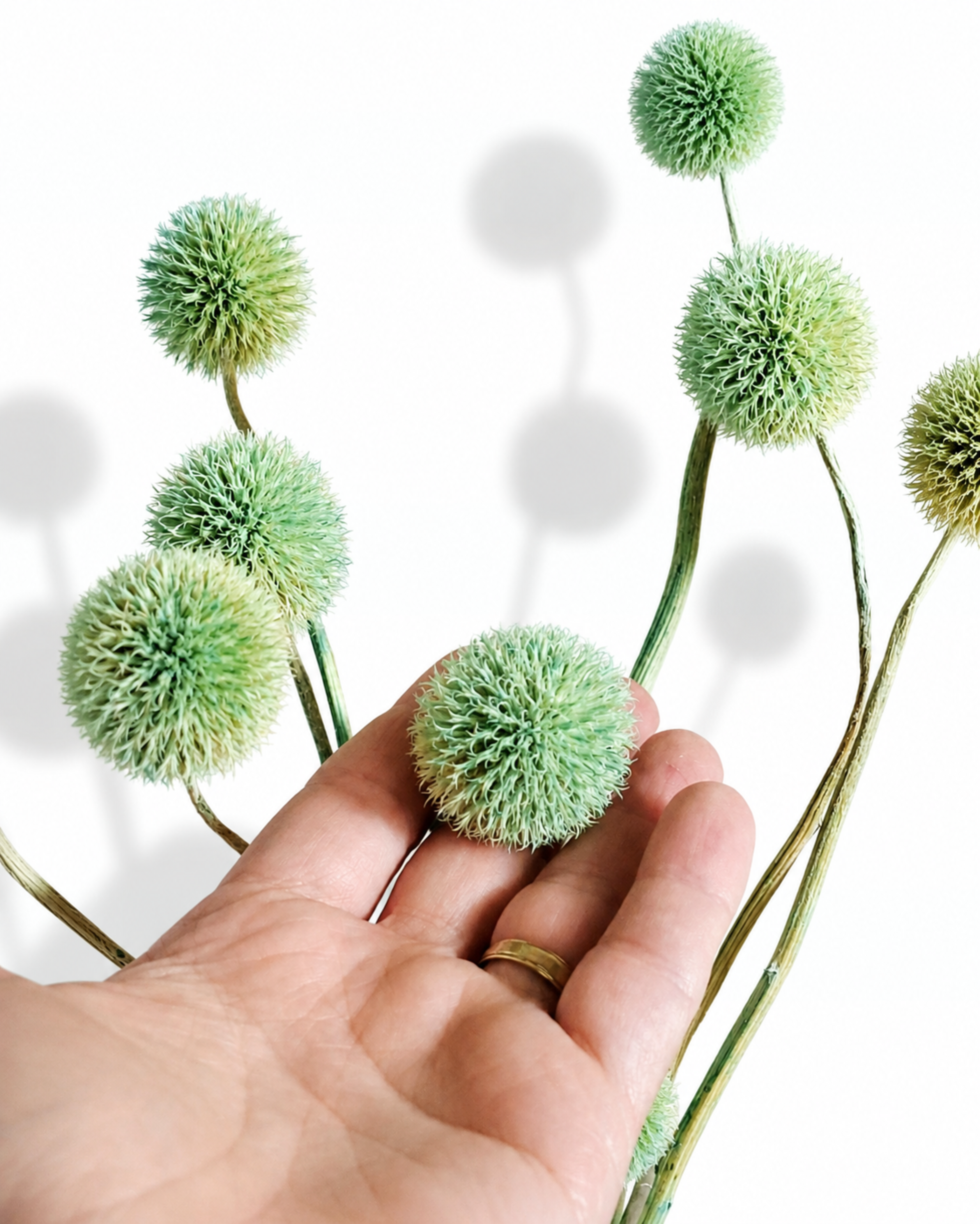 Close-up shot of a hand holding a soft mint green globe flower head against light background.
