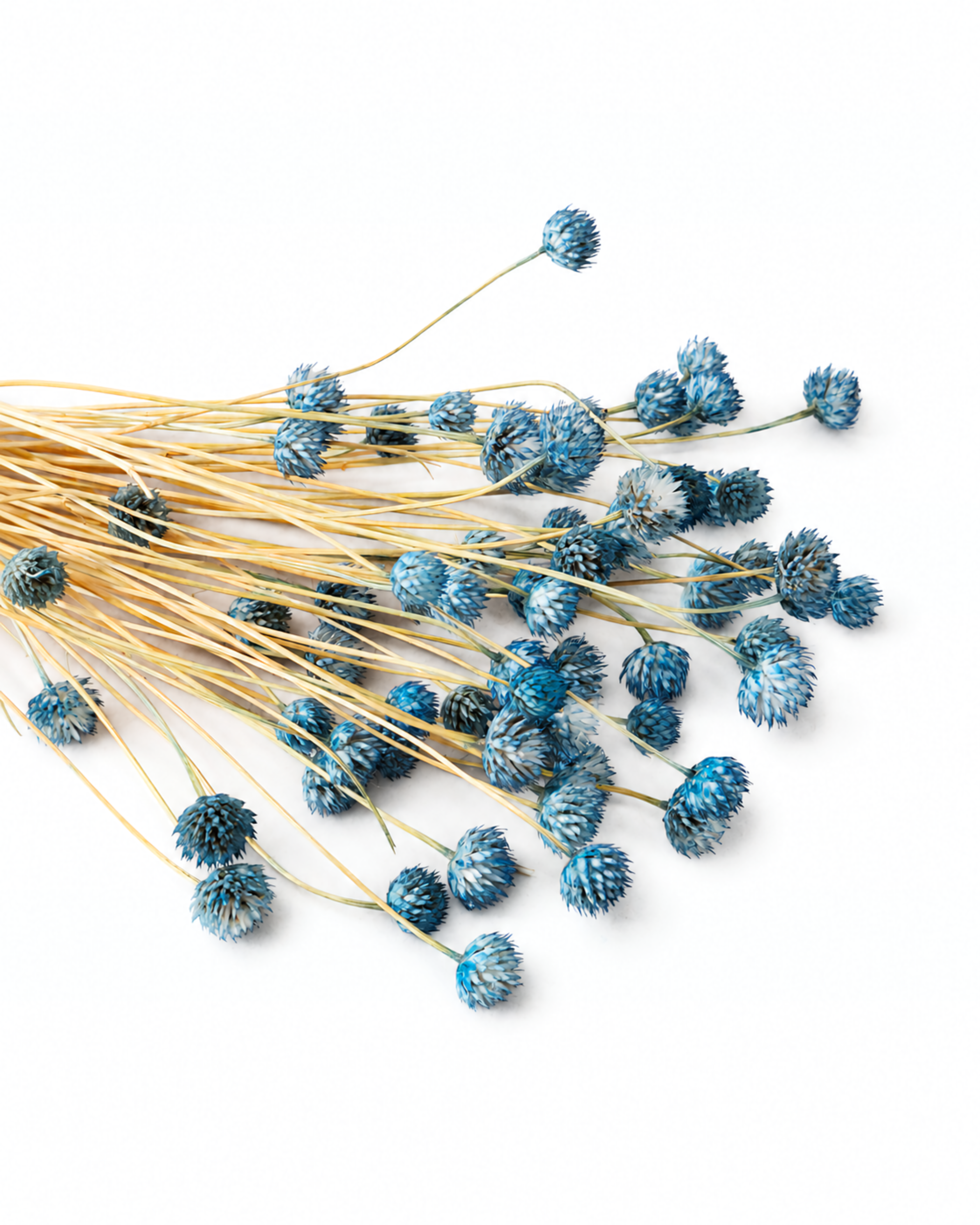 Overhead view of dusty blue dried Cephalaria stems with small button-like flower heads lying on a clean white surface.
