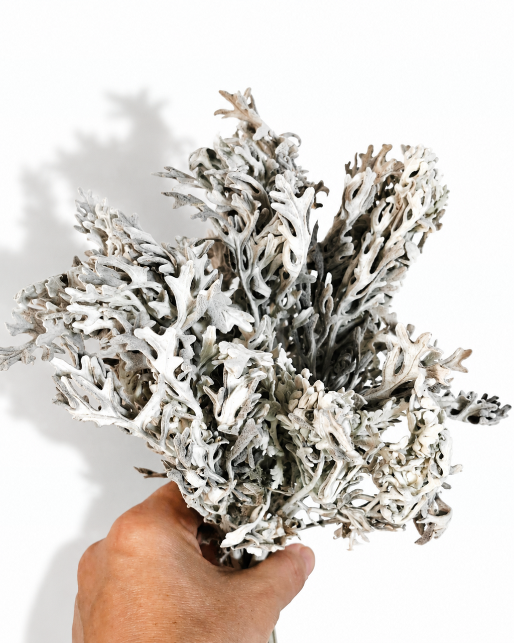 A hand holding a dense bundle of silver cineraria preserved stems 50g with velvety leaves
