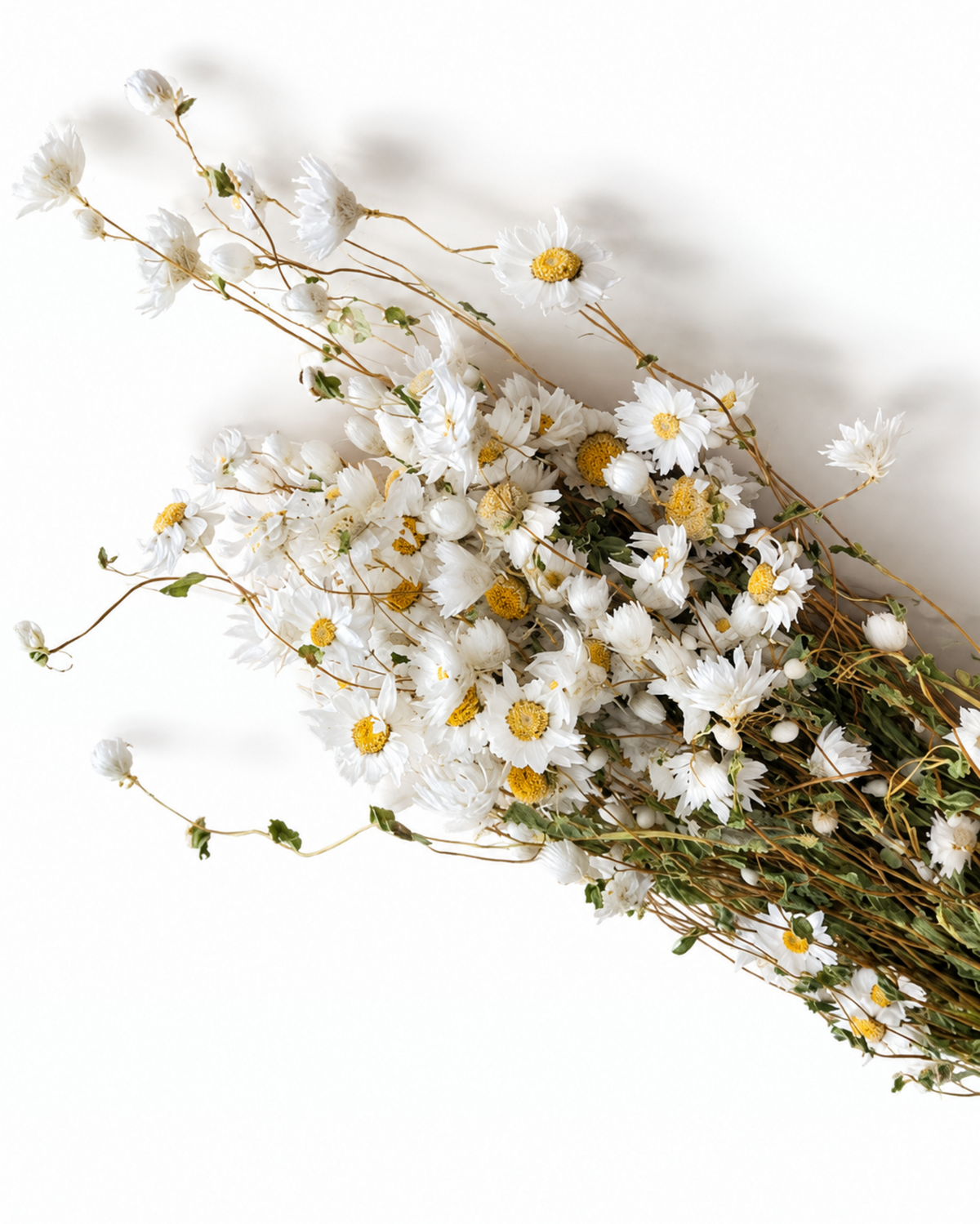 Dried White Rodanthe Daisy Stems - Natural Dried Daisy Flowers Bunch 90-100g